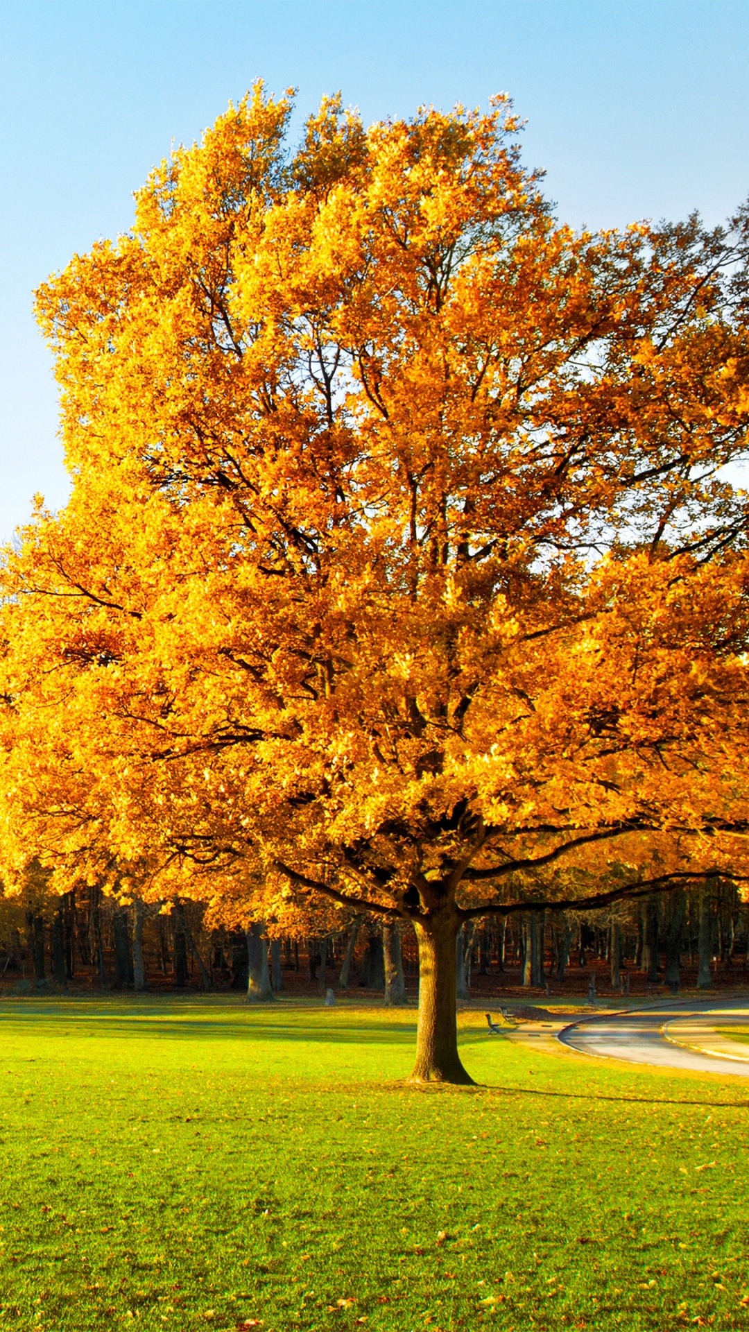 Arbre à Feuilles Brunes Sur Terrain D'herbe Verte Pendant la Journée. Wallpaper in 1080x1920 Resolution