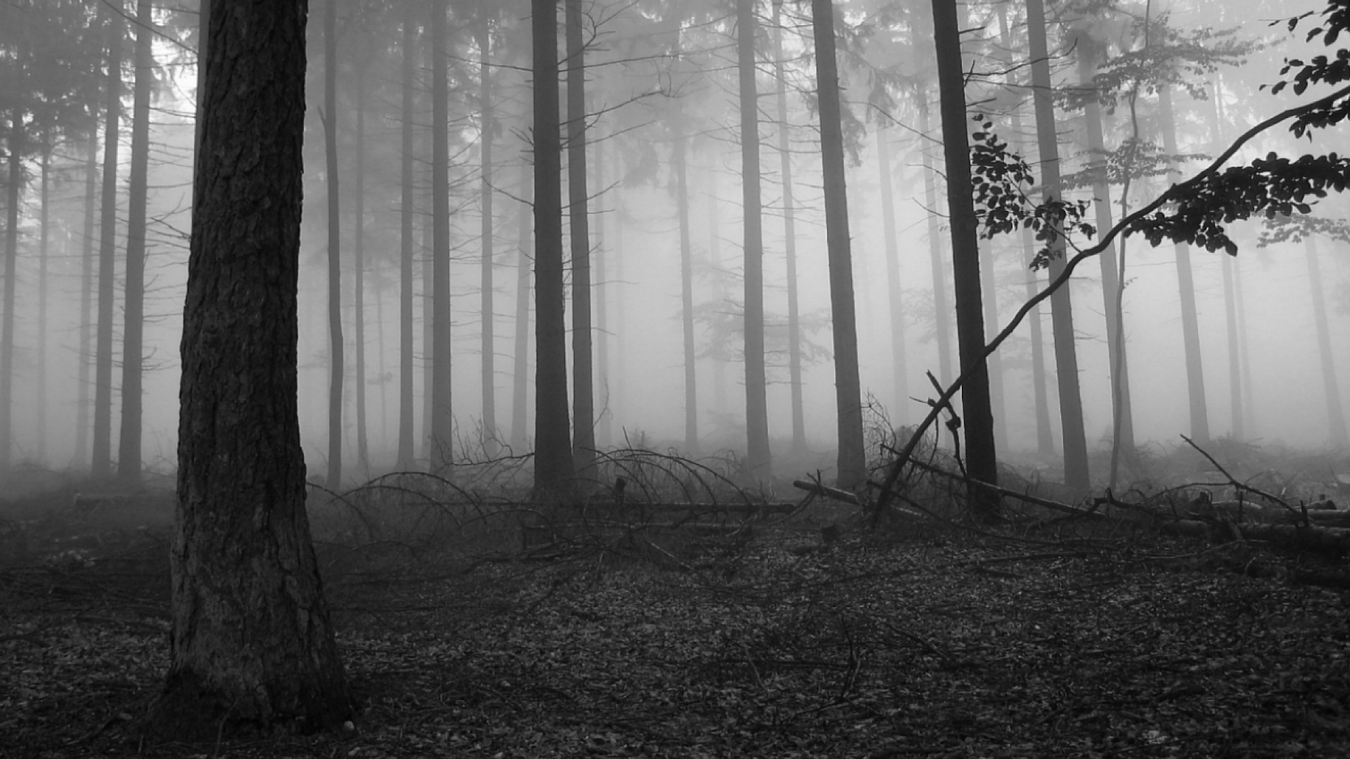 Baum, Wald, Nebel, Atmosphäre, Schwarz Und Weiß. Wallpaper in 1920x1080 Resolution