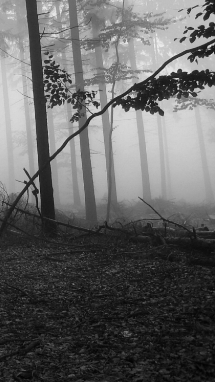 Baum, Wald, Nebel, Atmosphäre, Schwarz Und Weiß. Wallpaper in 720x1280 Resolution