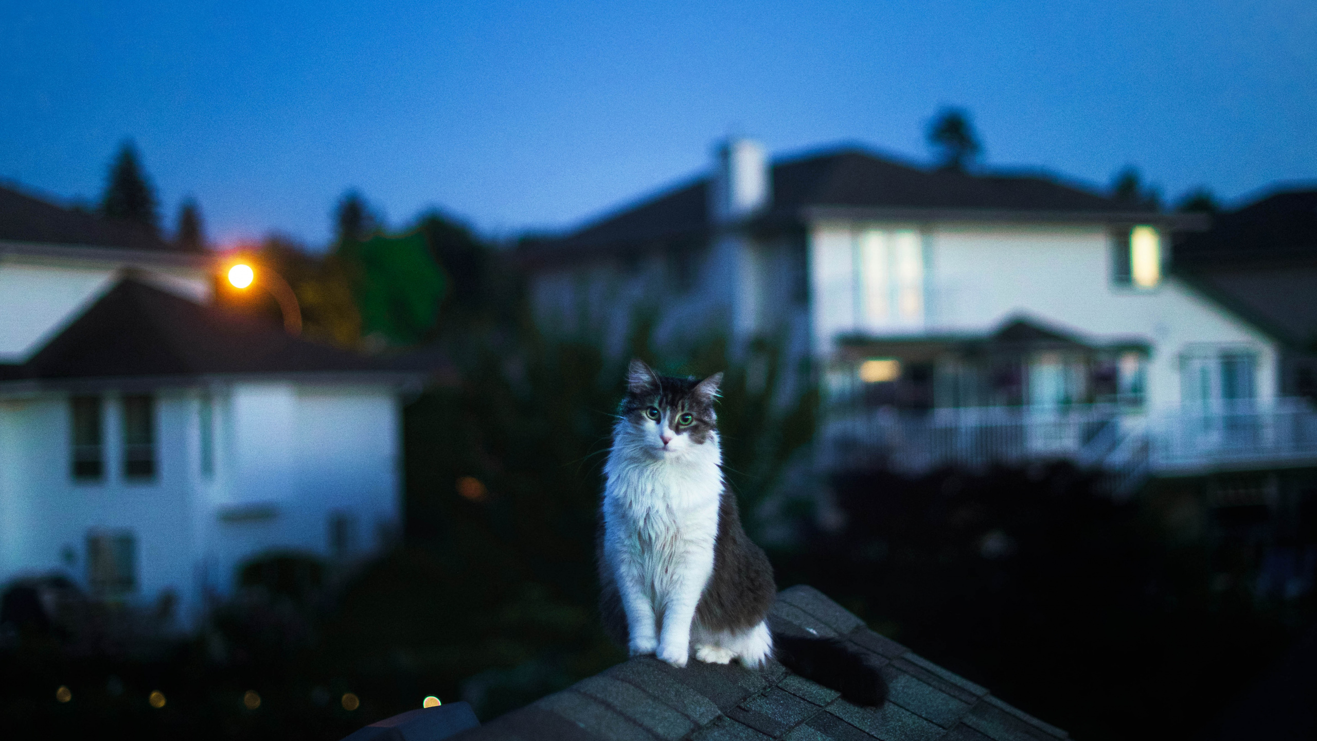 White and Black Cat on Brown Wooden Table. Wallpaper in 2560x1440 Resolution