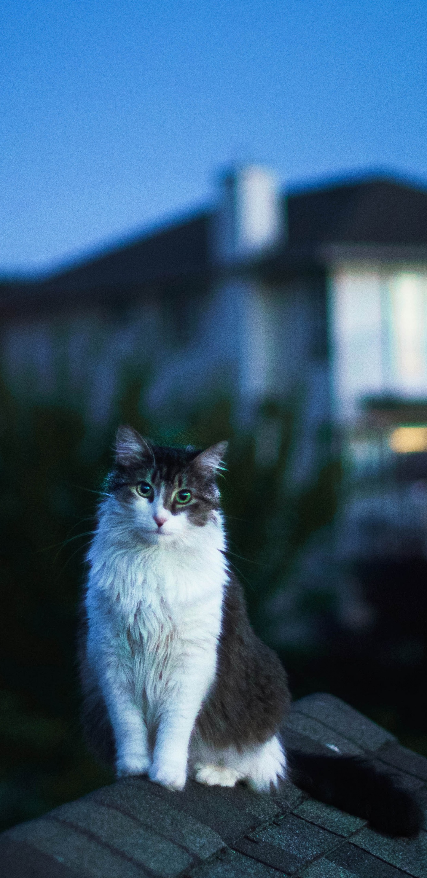 Weiße Und Schwarze Katze Auf Braunem Holztisch. Wallpaper in 1440x2960 Resolution