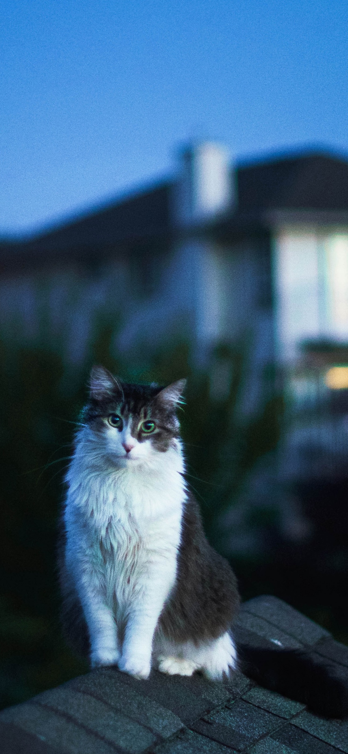 猫科, 光, 的房子, 晚上, 爱琴的猫 壁纸 1125x2436 允许