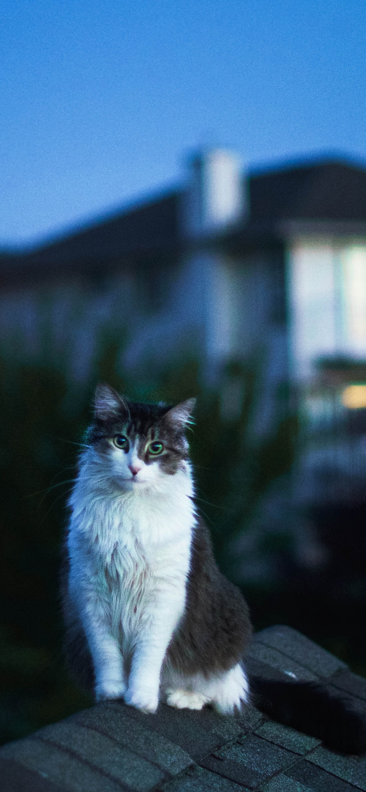 猫科, 光, 的房子, 晚上, 爱琴的猫 壁纸 1242x2688 允许