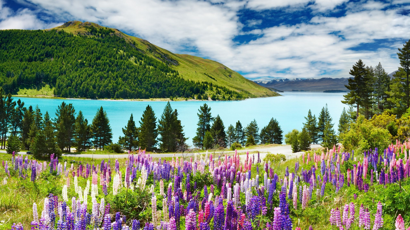 Purple Flower Field Near Green Mountain Under Cloudy Sky During Daytime. Wallpaper in 1366x768 Resolution