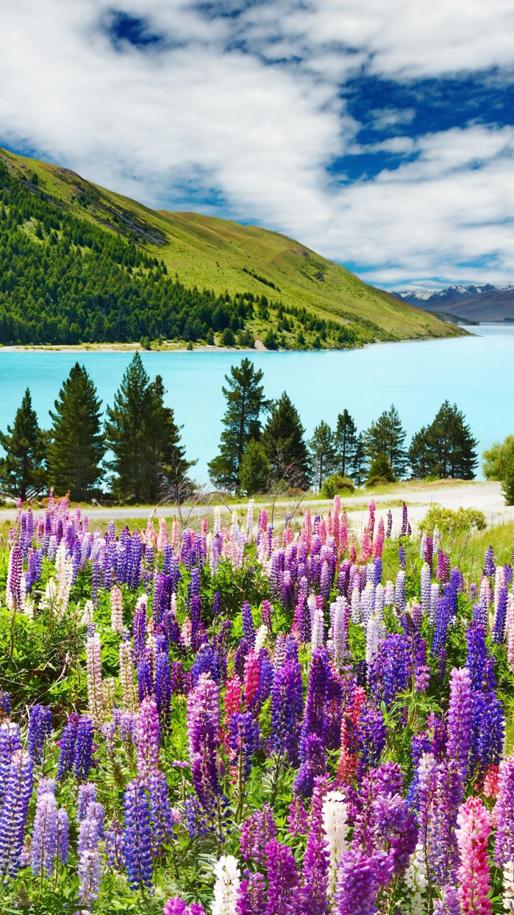 Purple Flower Field Near Green Mountain Under Cloudy Sky During Daytime. Wallpaper in 750x1334 Resolution
