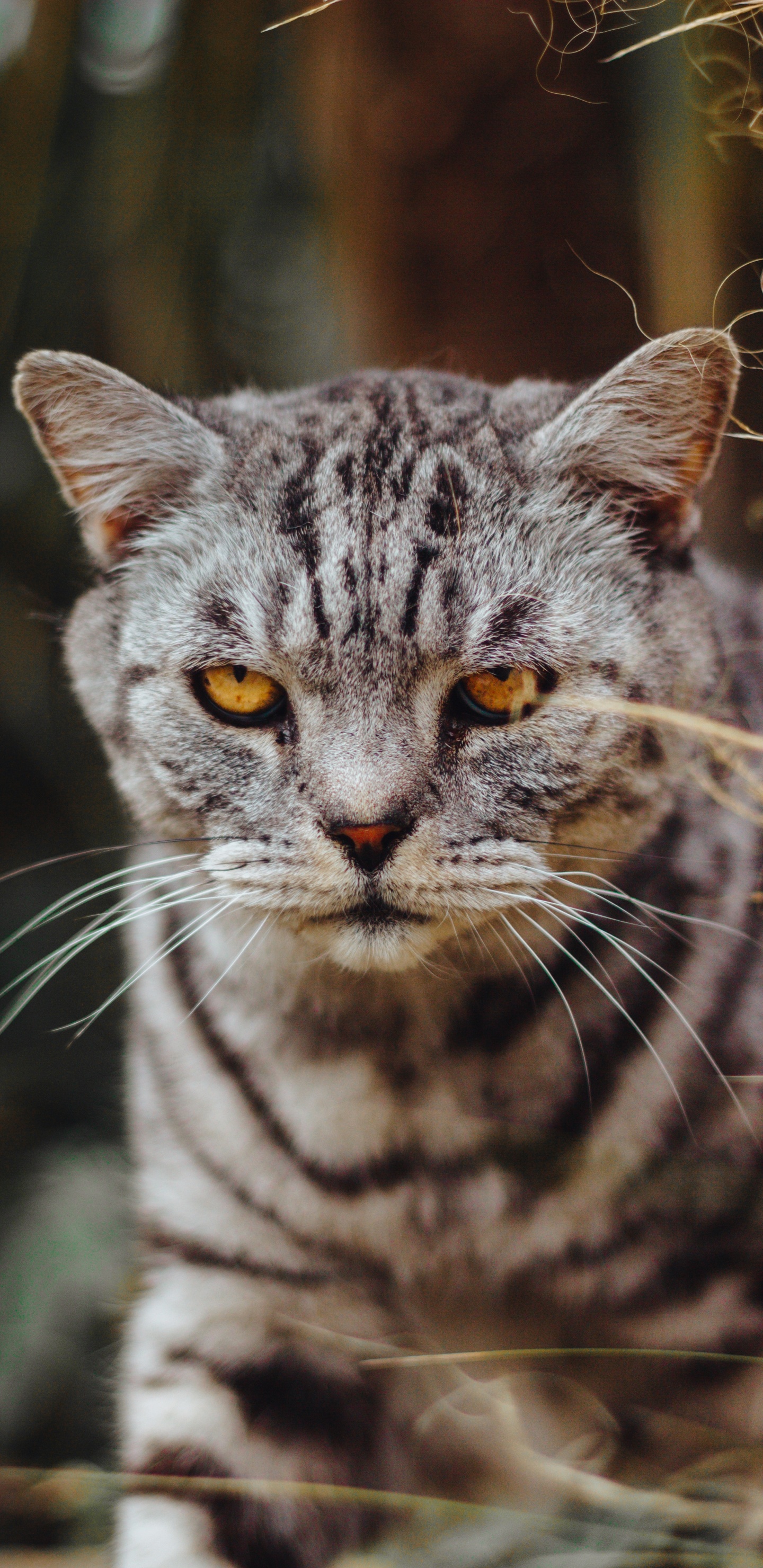 Chat Gris et Noir en Photographie Rapprochée. Wallpaper in 1440x2960 Resolution