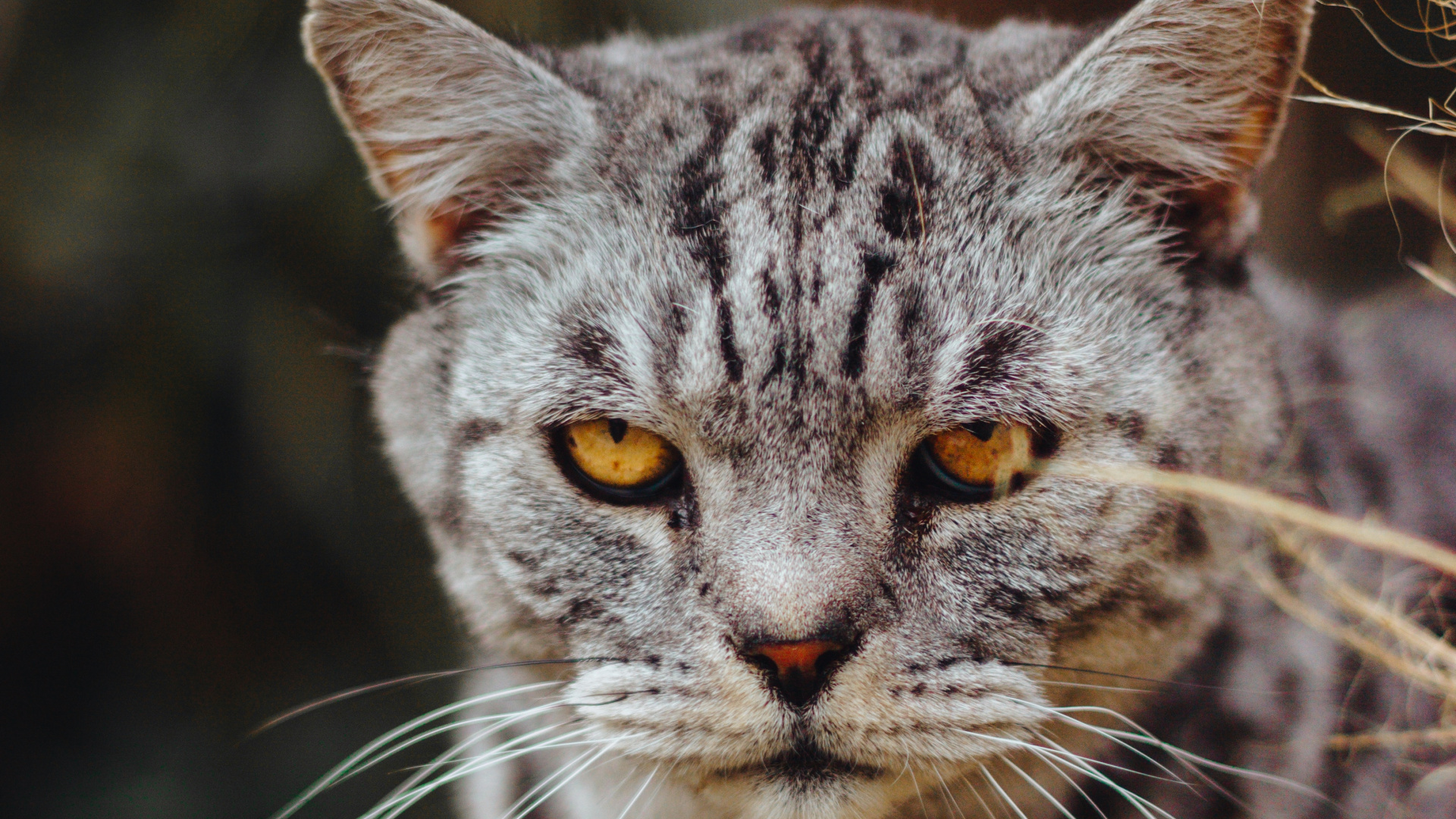 Chat Gris et Noir en Photographie Rapprochée. Wallpaper in 1920x1080 Resolution