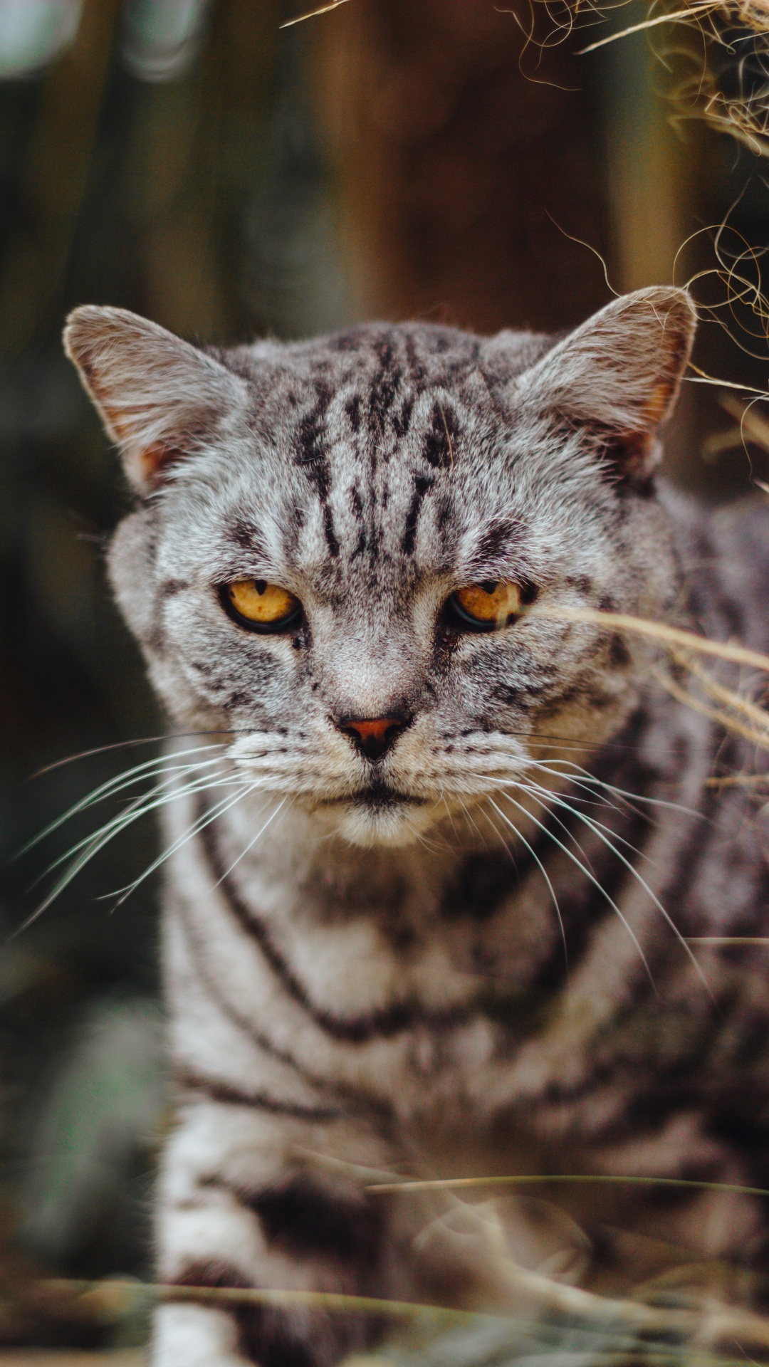 大花猫, 胡须, 猫科, 欧洲短毛猫, 小胡子 壁纸 1080x1920 允许