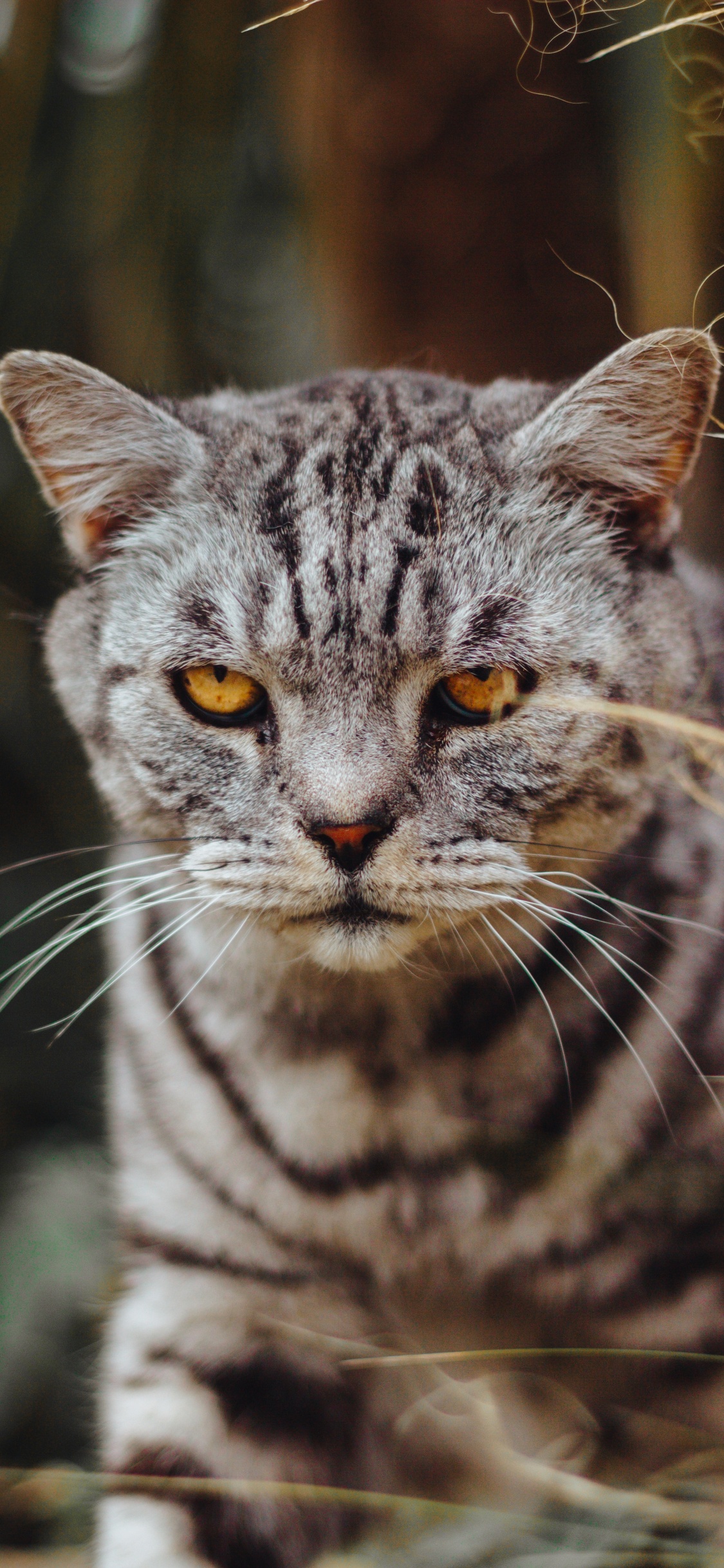 Grey and Black Cat in Close up Photography. Wallpaper in 1125x2436 Resolution
