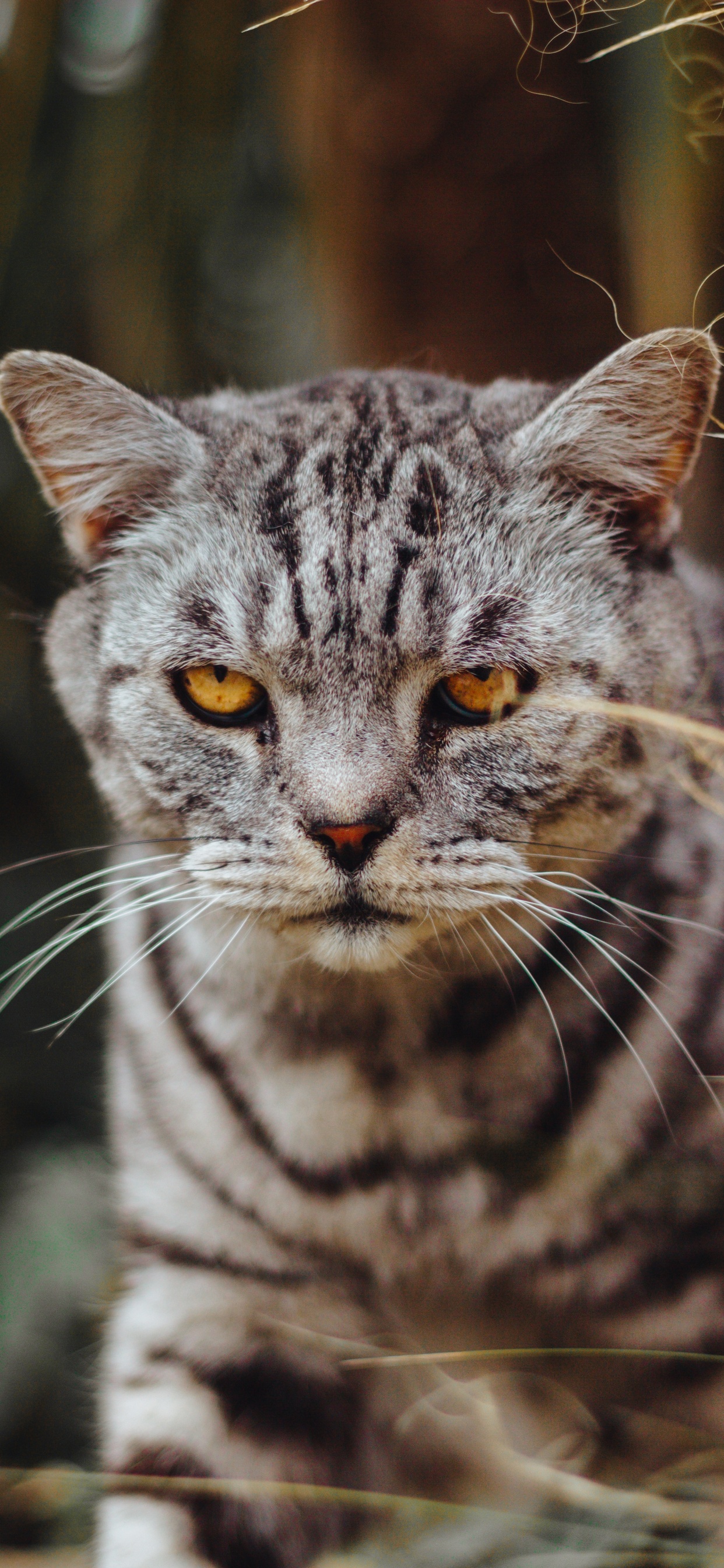 Grey and Black Cat in Close up Photography. Wallpaper in 1242x2688 Resolution