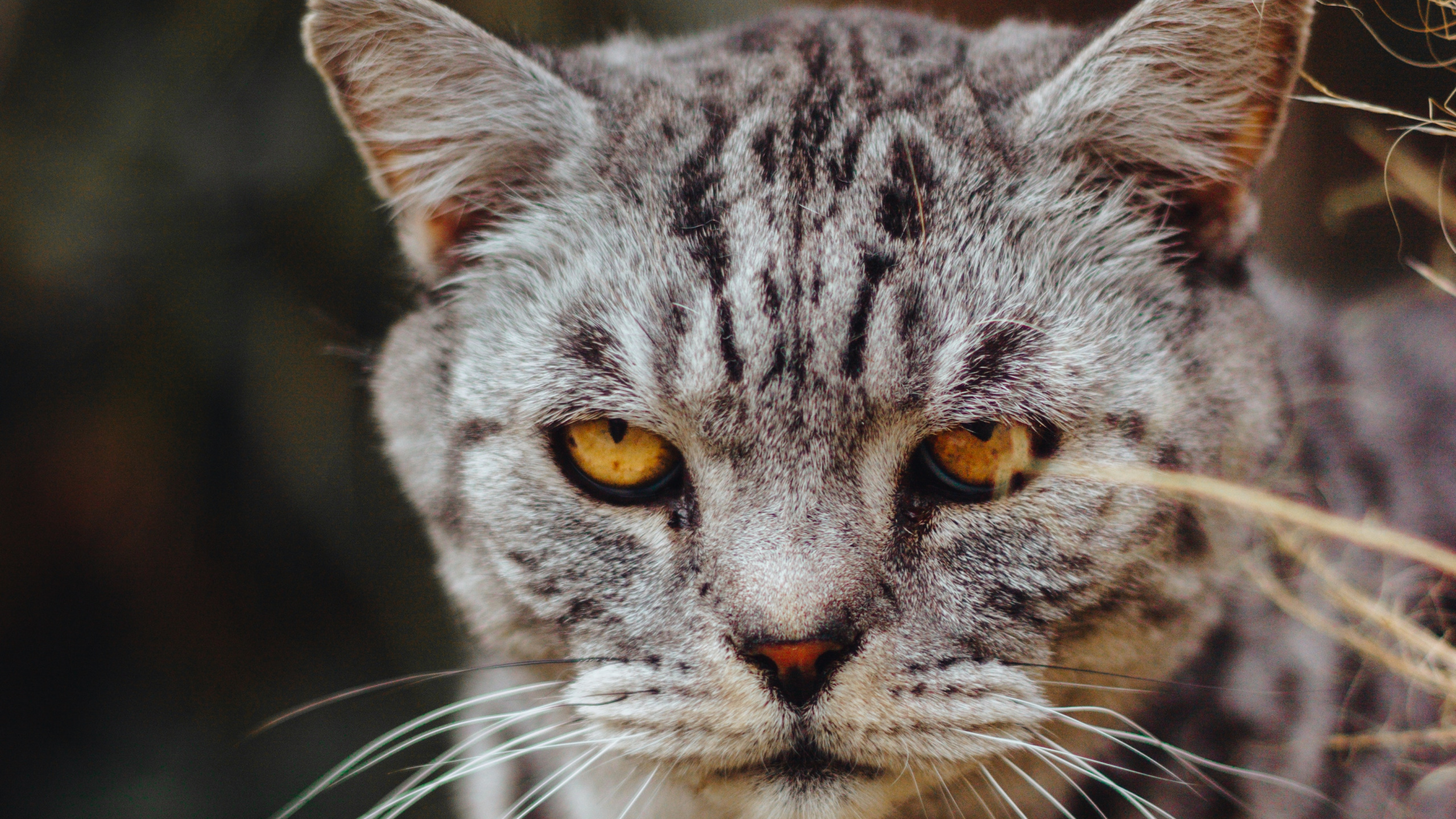 Grey and Black Cat in Close up Photography. Wallpaper in 2560x1440 Resolution
