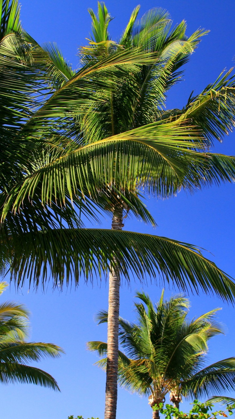 Tagsüber Grüne Palme Unter Blauem Himmel. Wallpaper in 750x1334 Resolution