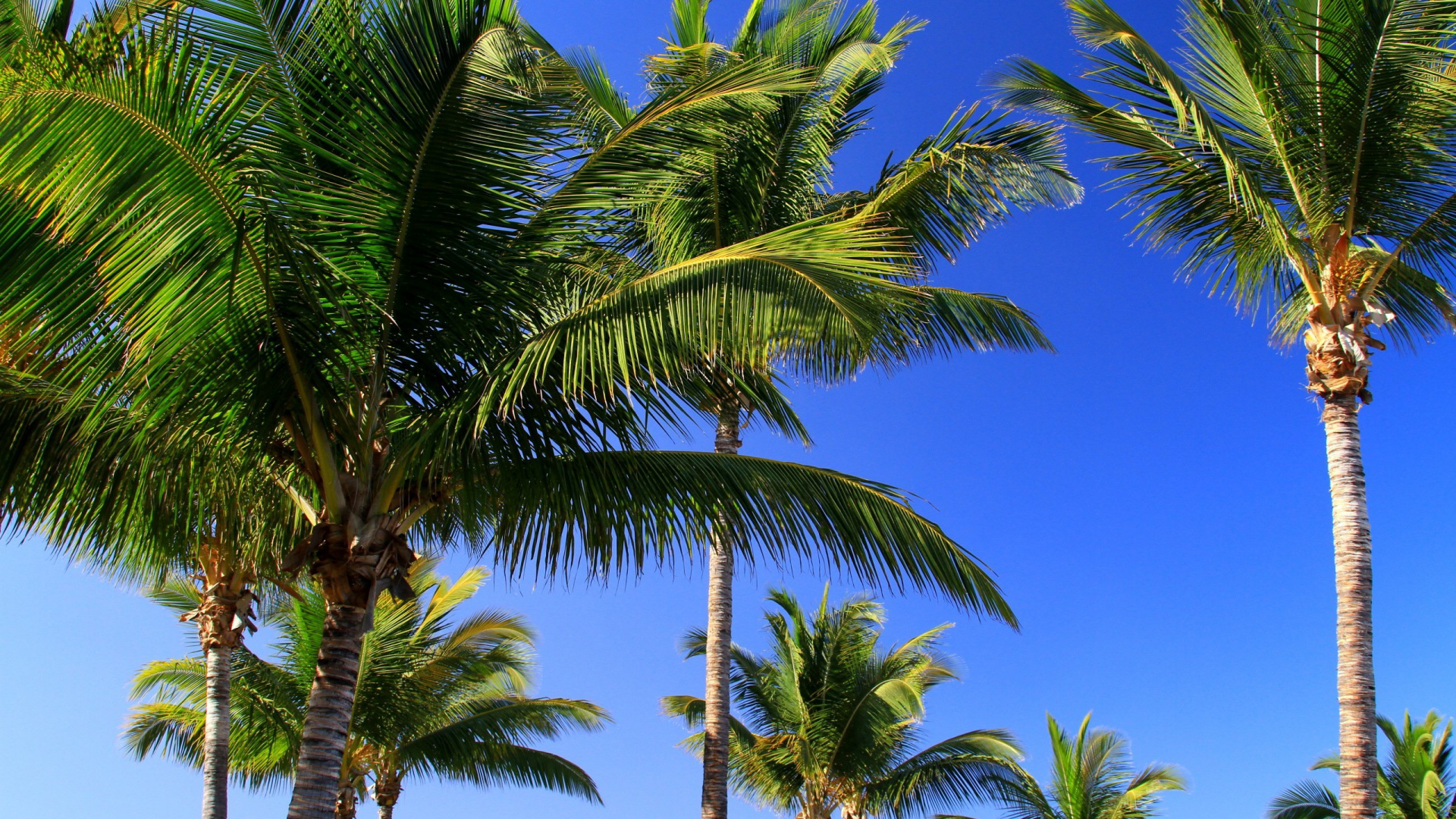 Green Palm Tree Under Blue Sky During Daytime. Wallpaper in 1920x1080 Resolution