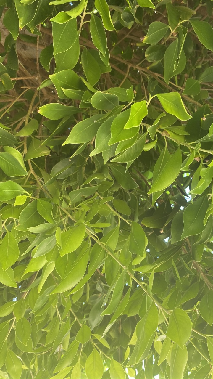 Leaf, Biology, Plants, Science, Woody Plant. Wallpaper in 720x1280 Resolution