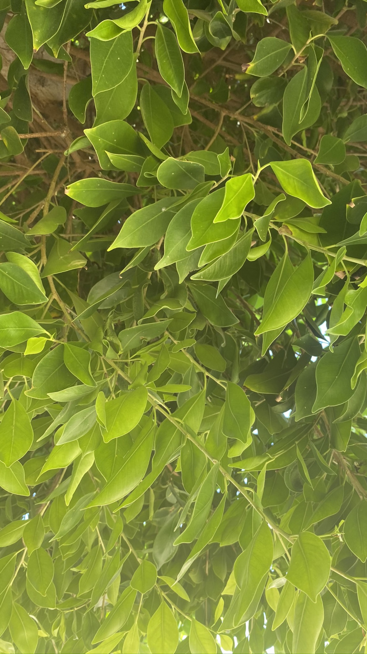 Leaf, Biology, Plants, Science, Woody Plant. Wallpaper in 750x1334 Resolution