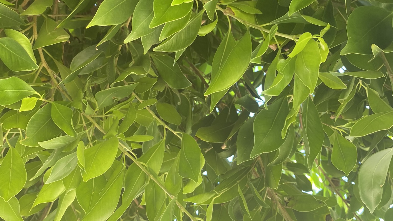 生物学, 科学, 木本植物, 树枝, 果树 壁纸 1366x768 允许