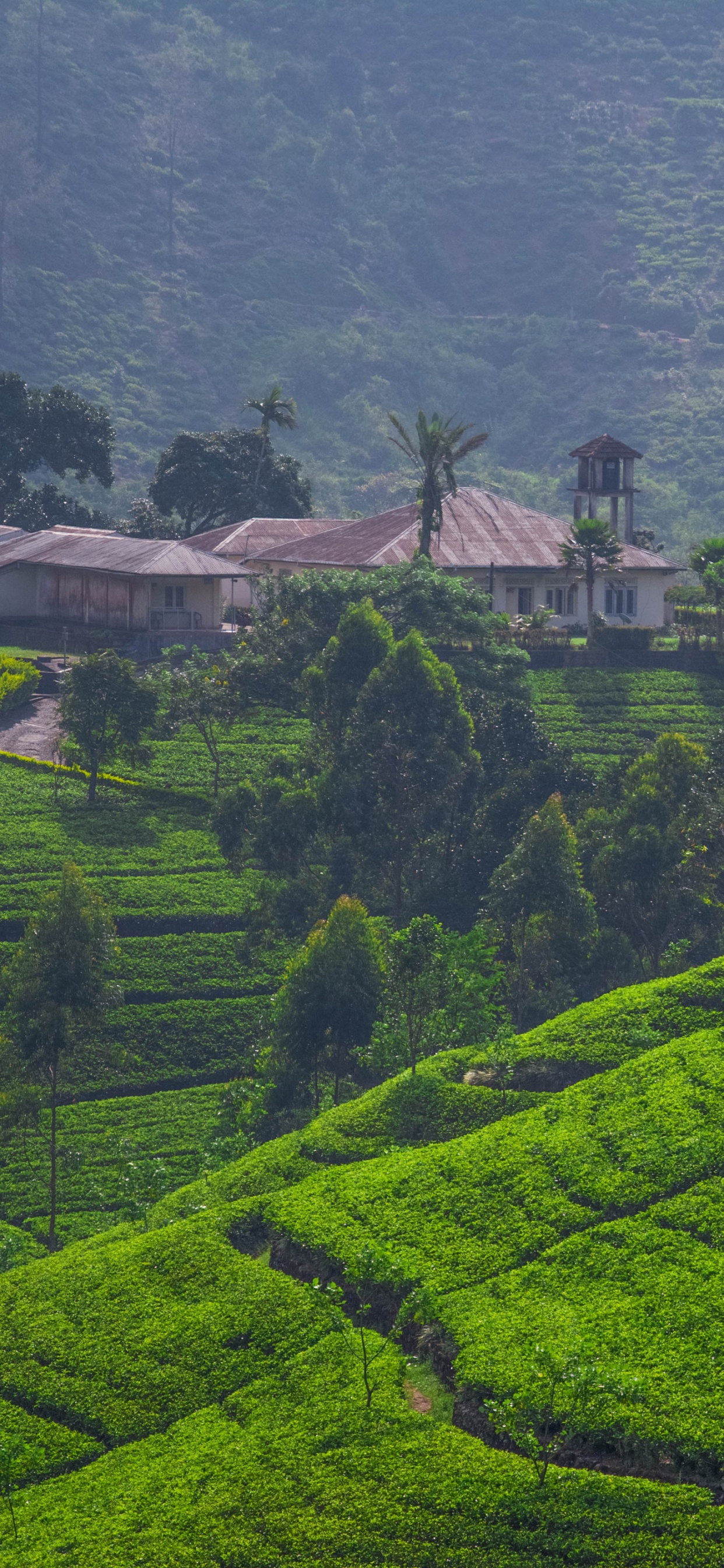 Campo de Hierba Verde Durante el Día. Wallpaper in 1242x2688 Resolution