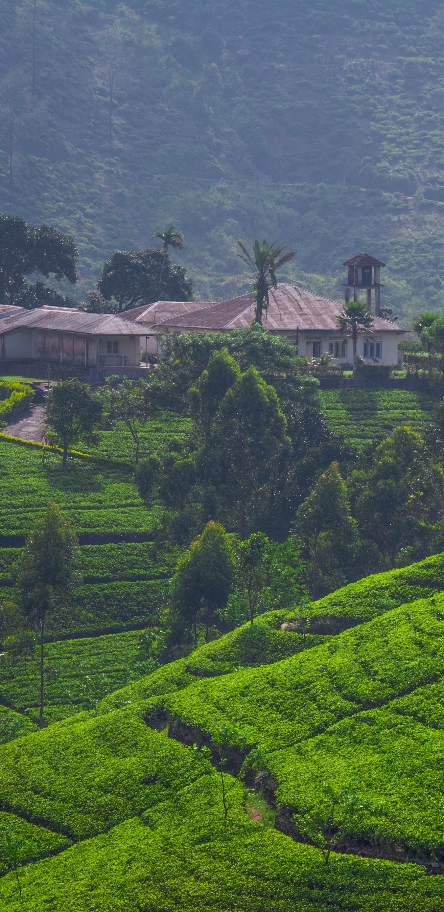 Green Grass Field During Daytime. Wallpaper in 1440x2960 Resolution