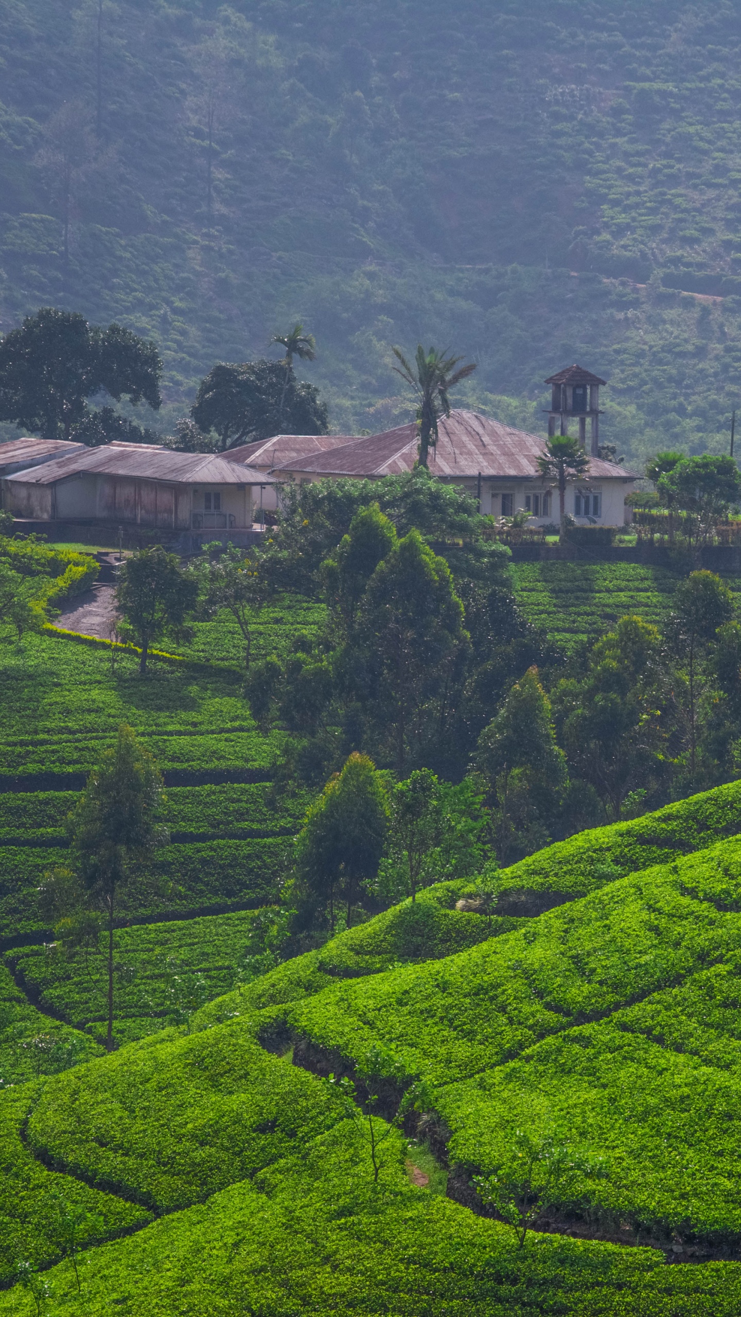 斯里兰卡, 高地, 露台, 山站, 农业 壁纸 1440x2560 允许