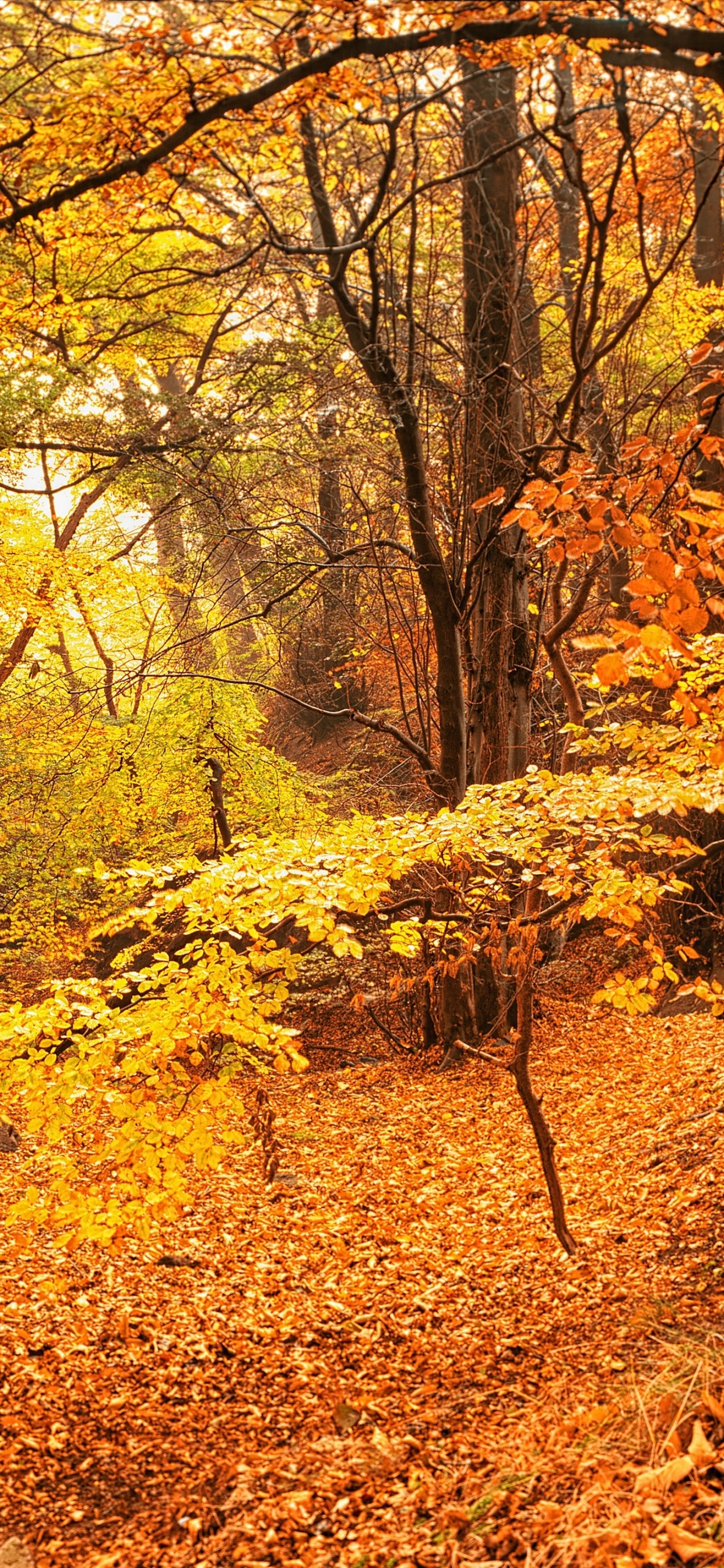 Brauner Baum Mit Gelben Blättern am Boden. Wallpaper in 1242x2688 Resolution