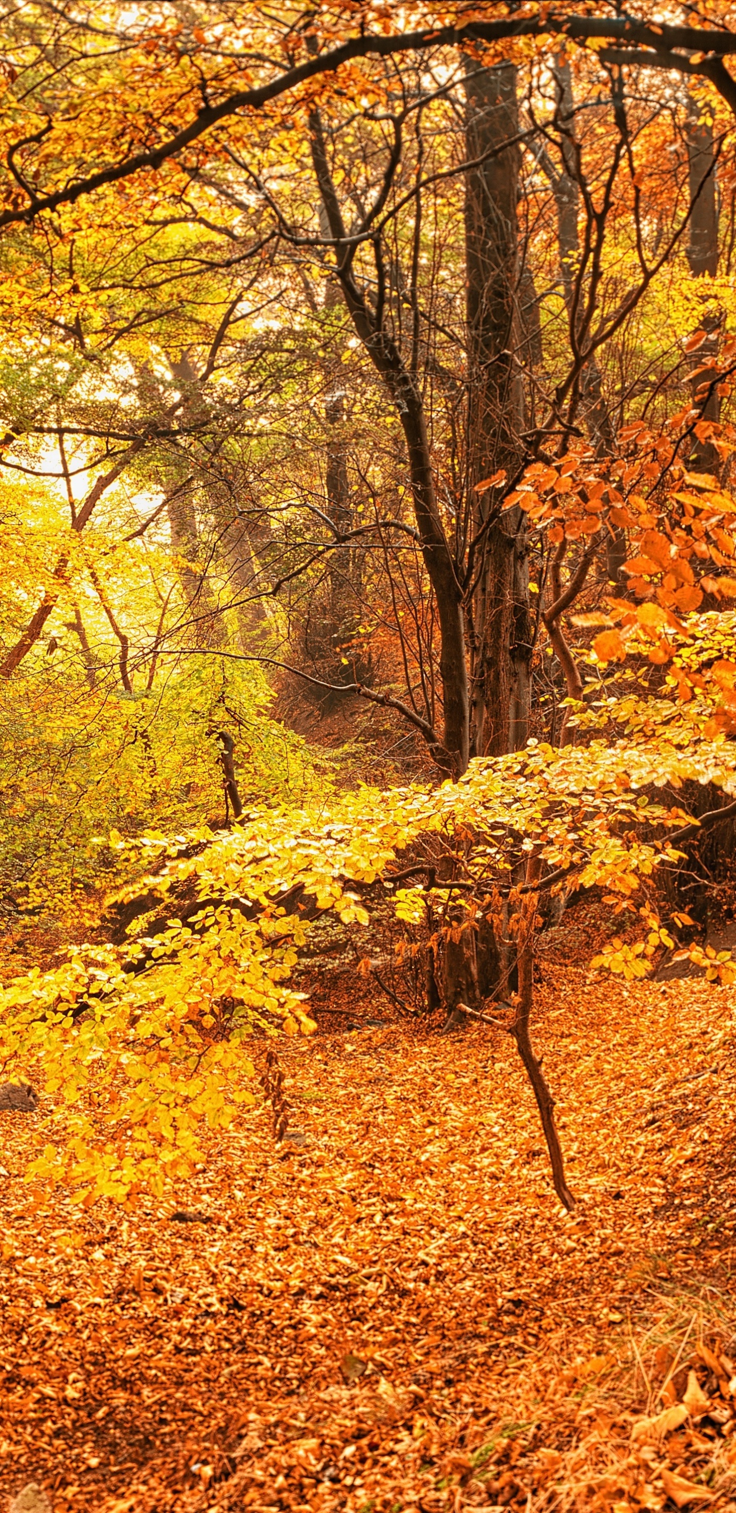 Brauner Baum Mit Gelben Blättern am Boden. Wallpaper in 1440x2960 Resolution