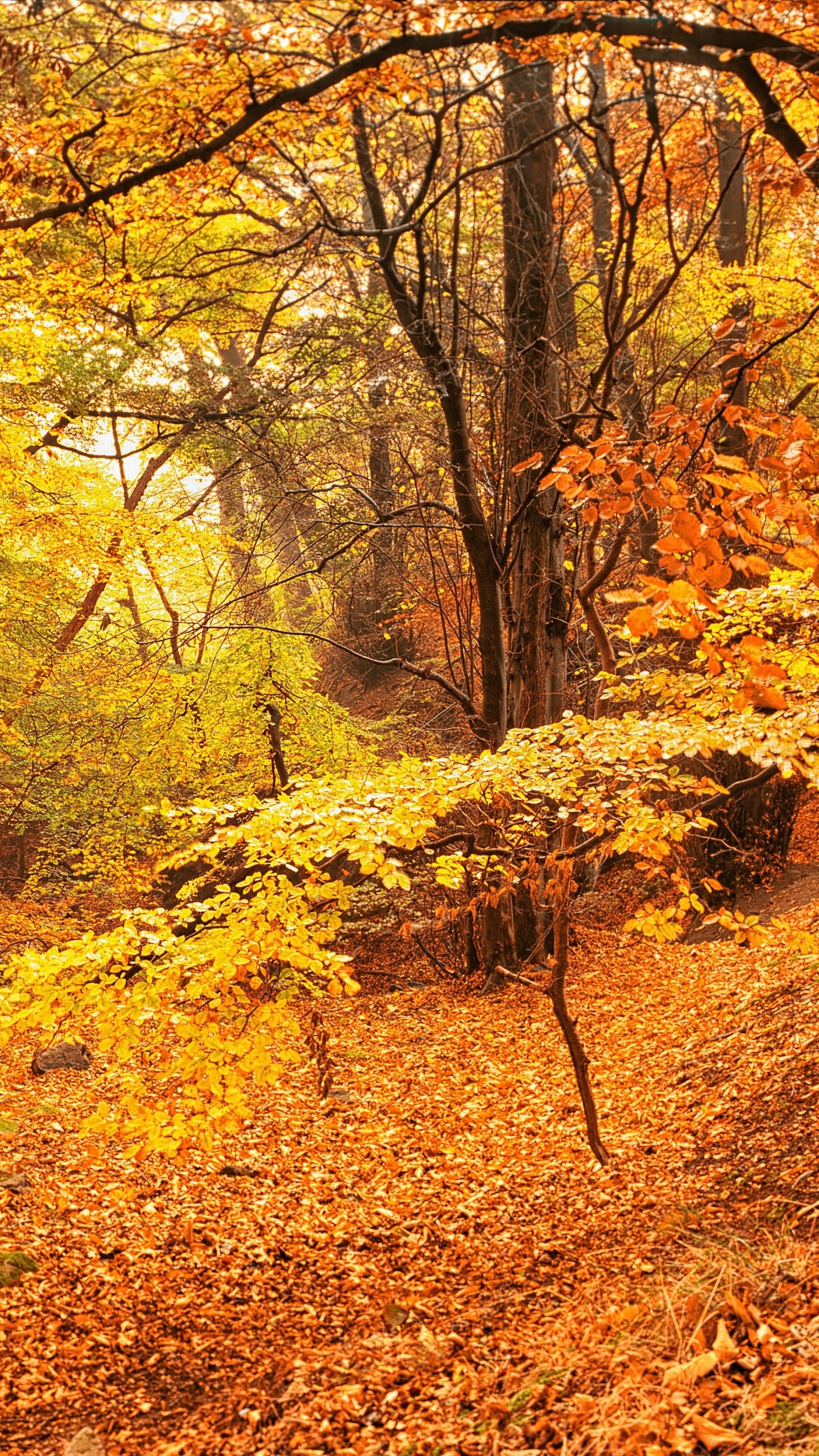 Brown Tree With Yellow Leaves on Ground. Wallpaper in 1440x2560 Resolution