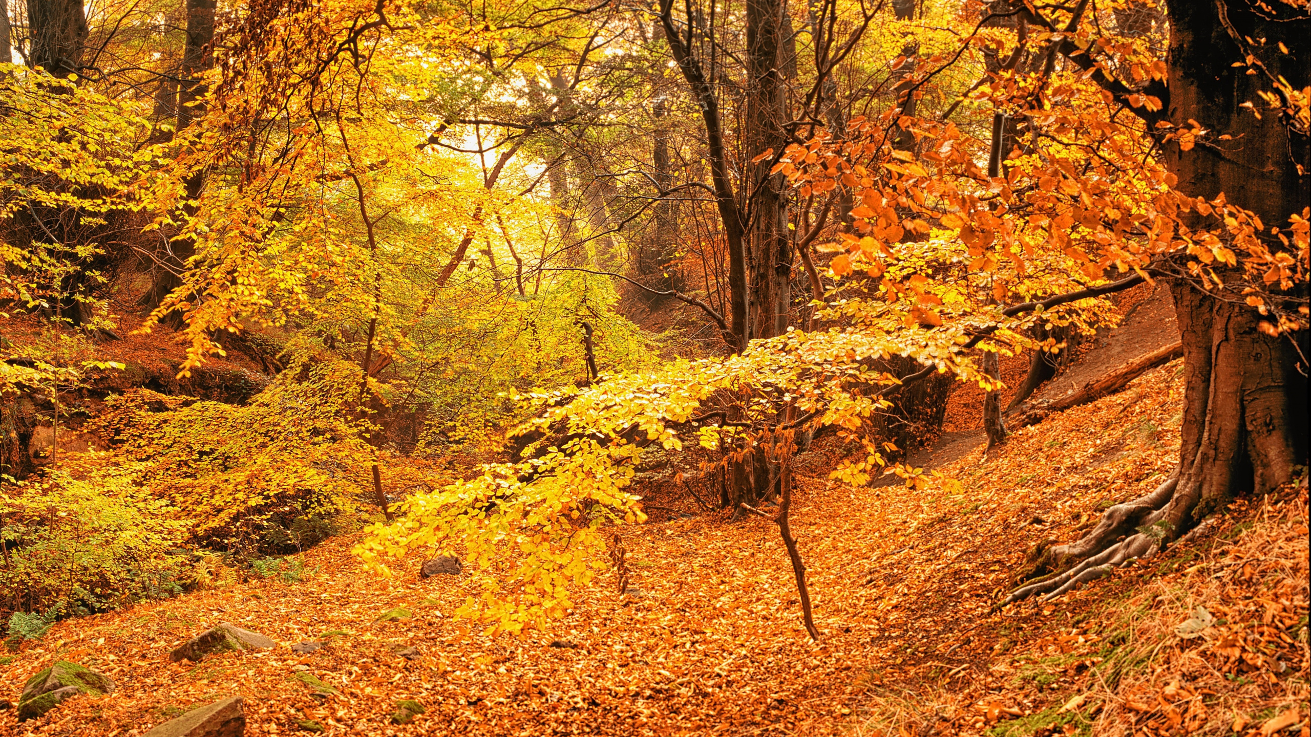 Brown Tree With Yellow Leaves on Ground. Wallpaper in 2560x1440 Resolution