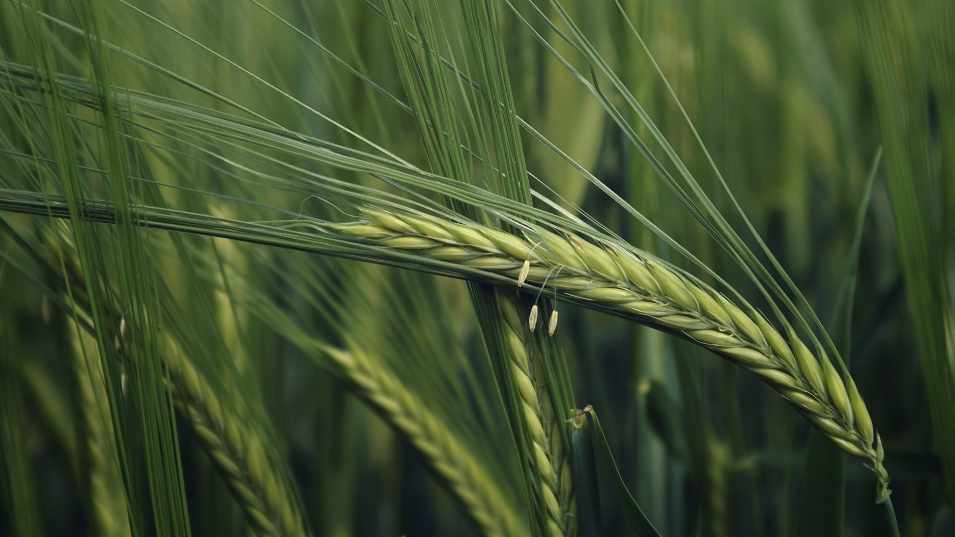 Green Wheat in Close up Photography. Wallpaper in 1920x1080 Resolution