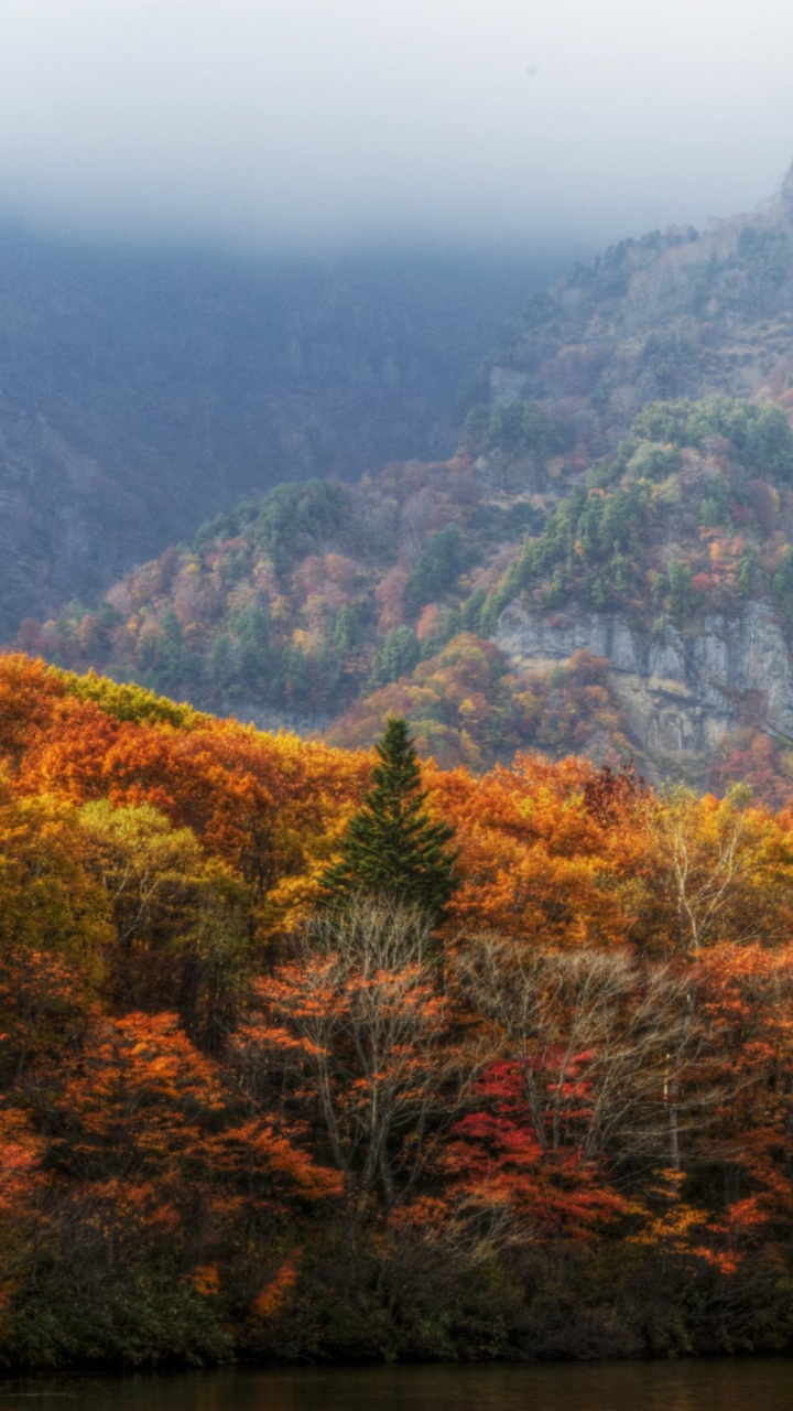 Green and Brown Trees on Mountain During Daytime. Wallpaper in 720x1280 Resolution