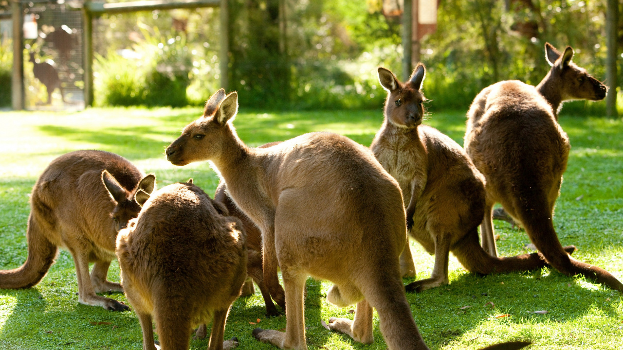 Three Brown Kangaroo on Green Grass Field During Daytime. Wallpaper in 1280x720 Resolution