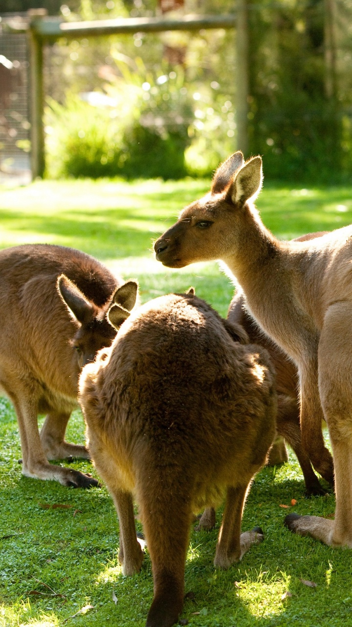 Three Brown Kangaroo on Green Grass Field During Daytime. Wallpaper in 720x1280 Resolution