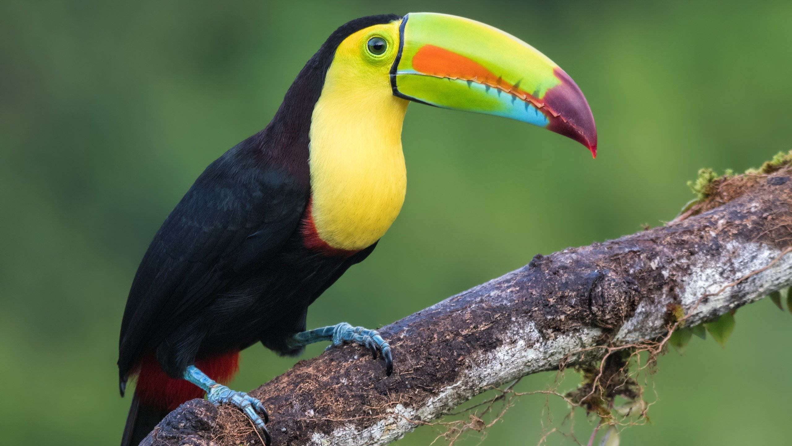 Oiseau Noir Jaune et Rouge Sur Une Branche D'arbre Brune. Wallpaper in 2560x1440 Resolution