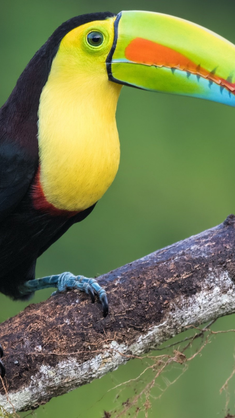 Oiseau Noir Jaune et Rouge Sur Une Branche D'arbre Brune. Wallpaper in 750x1334 Resolution