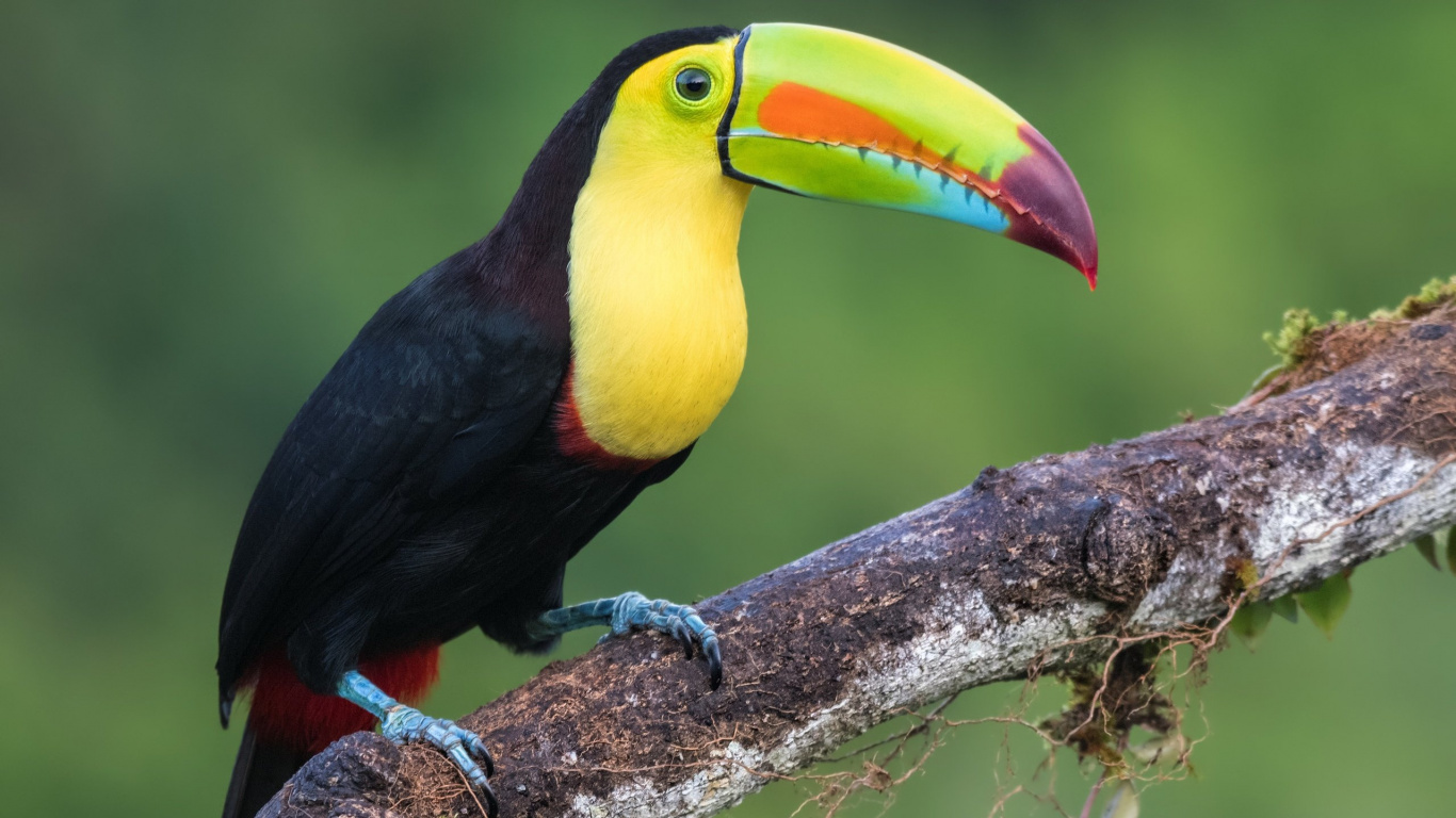 Schwarzer Gelber Und Roter Vogel Auf Braunem Ast. Wallpaper in 1366x768 Resolution