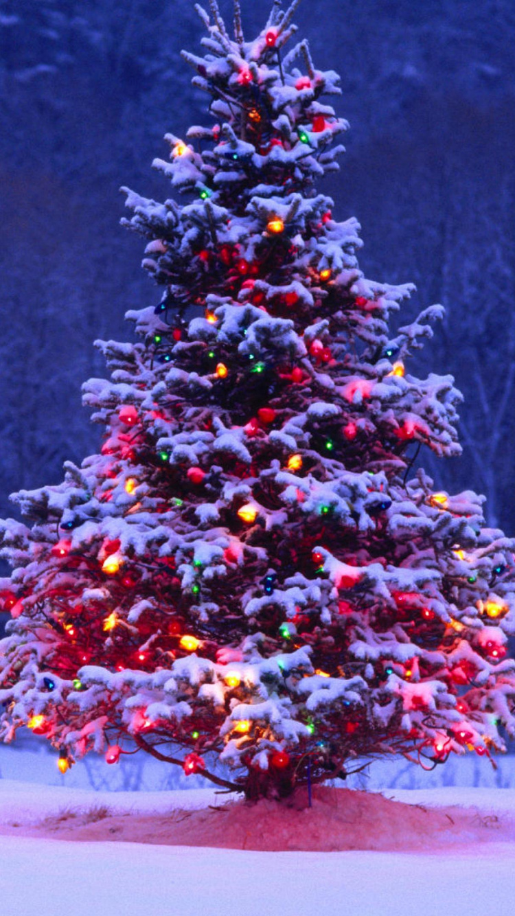 Christmas Day, Christmas Tree, Christmas Decoration, Winter, Tree. Wallpaper in 750x1334 Resolution