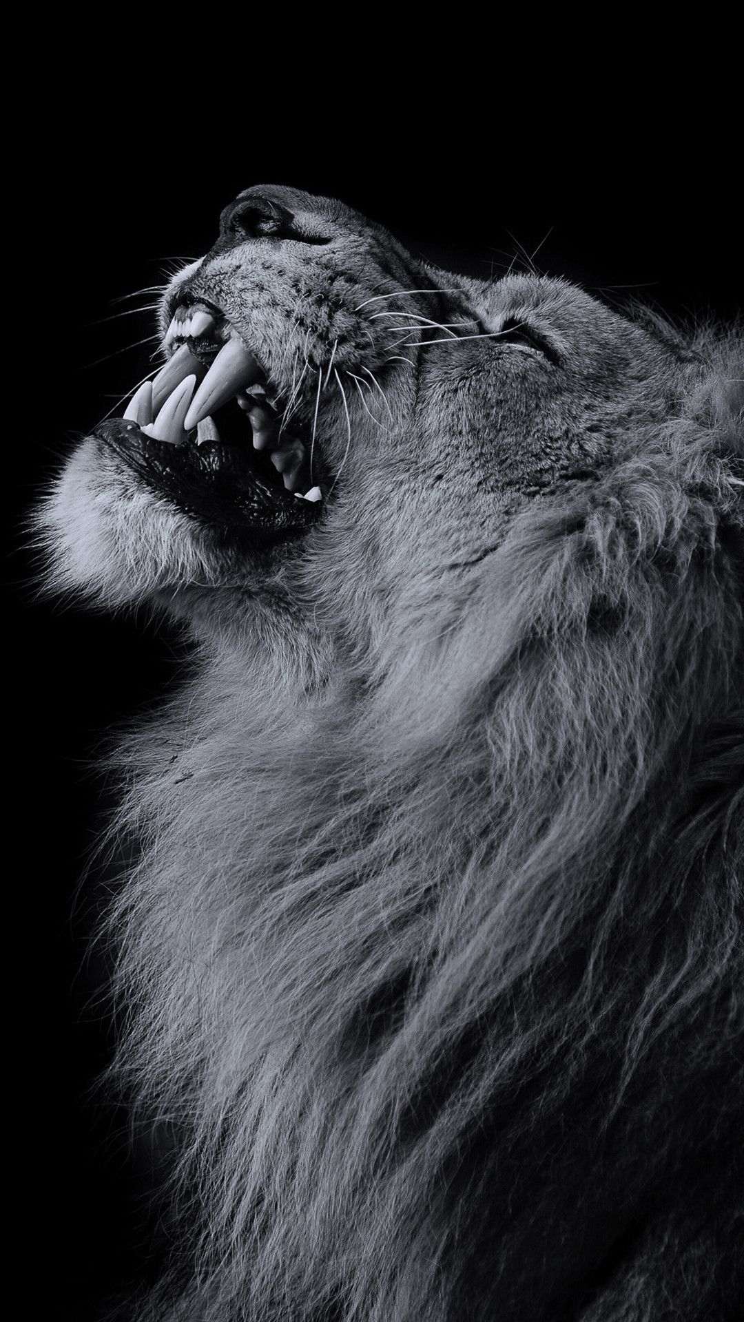 White and Black Lion Illustration. Wallpaper in 1080x1920 Resolution