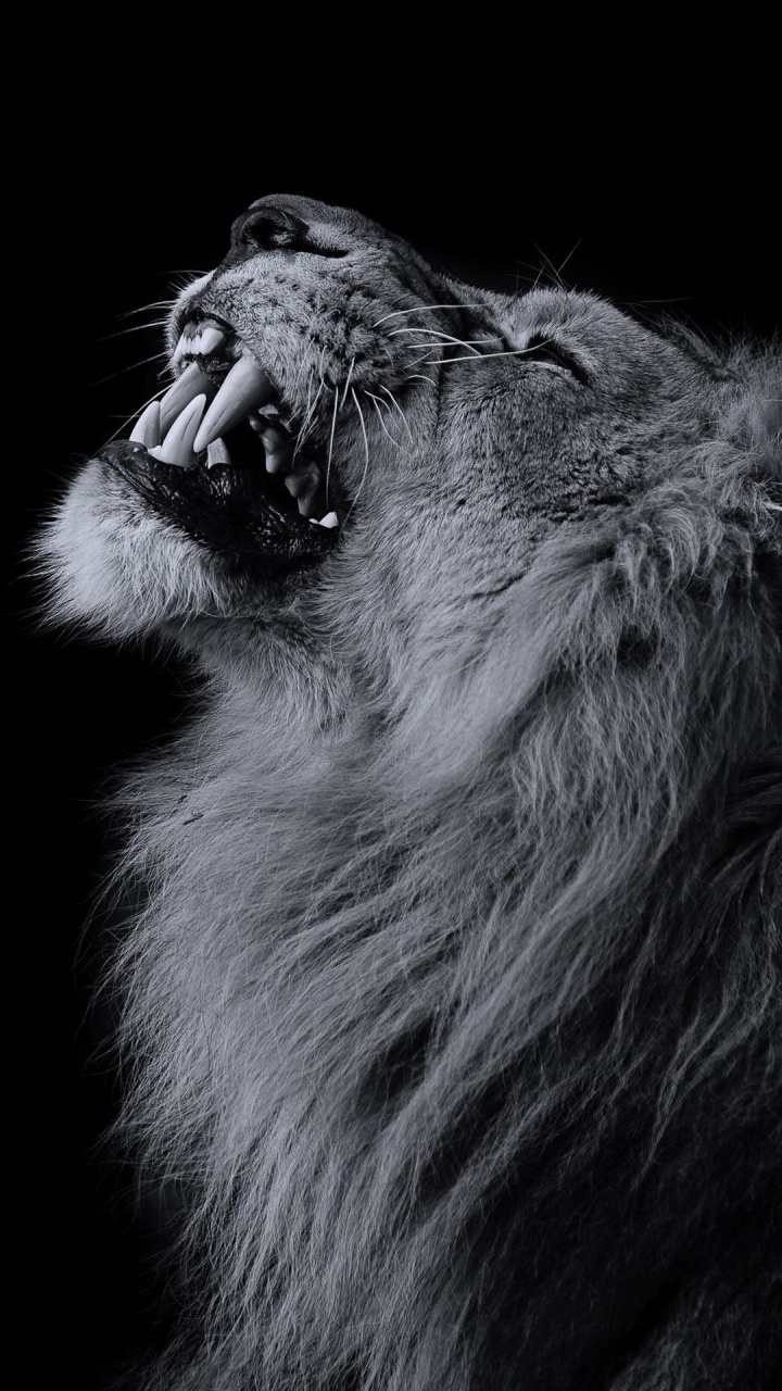 Illustration de Lion Blanc et Noir. Wallpaper in 720x1280 Resolution