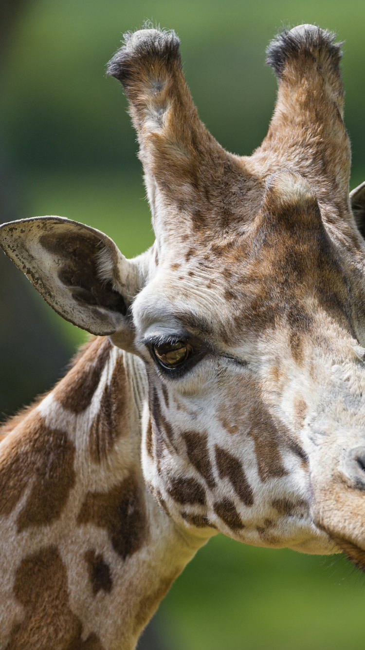 Braune Giraffe in Nahaufnahmen Tagsüber. Wallpaper in 750x1334 Resolution