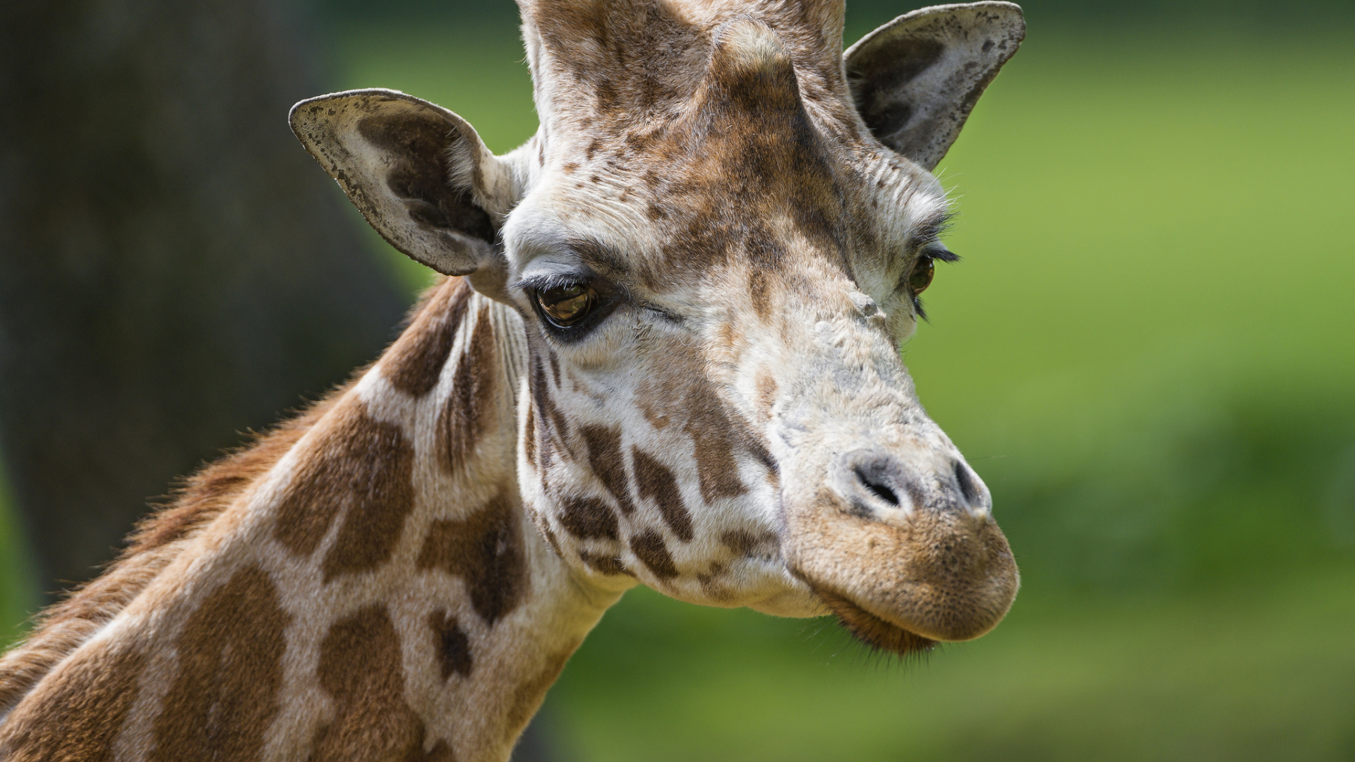 Brown Giraffe in Close up Photography During Daytime. Wallpaper in 1920x1080 Resolution