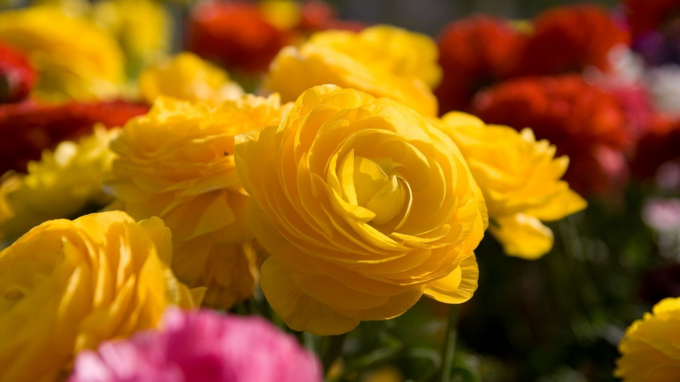 Yellow Rose in Bloom During Daytime. Wallpaper in 1366x768 Resolution