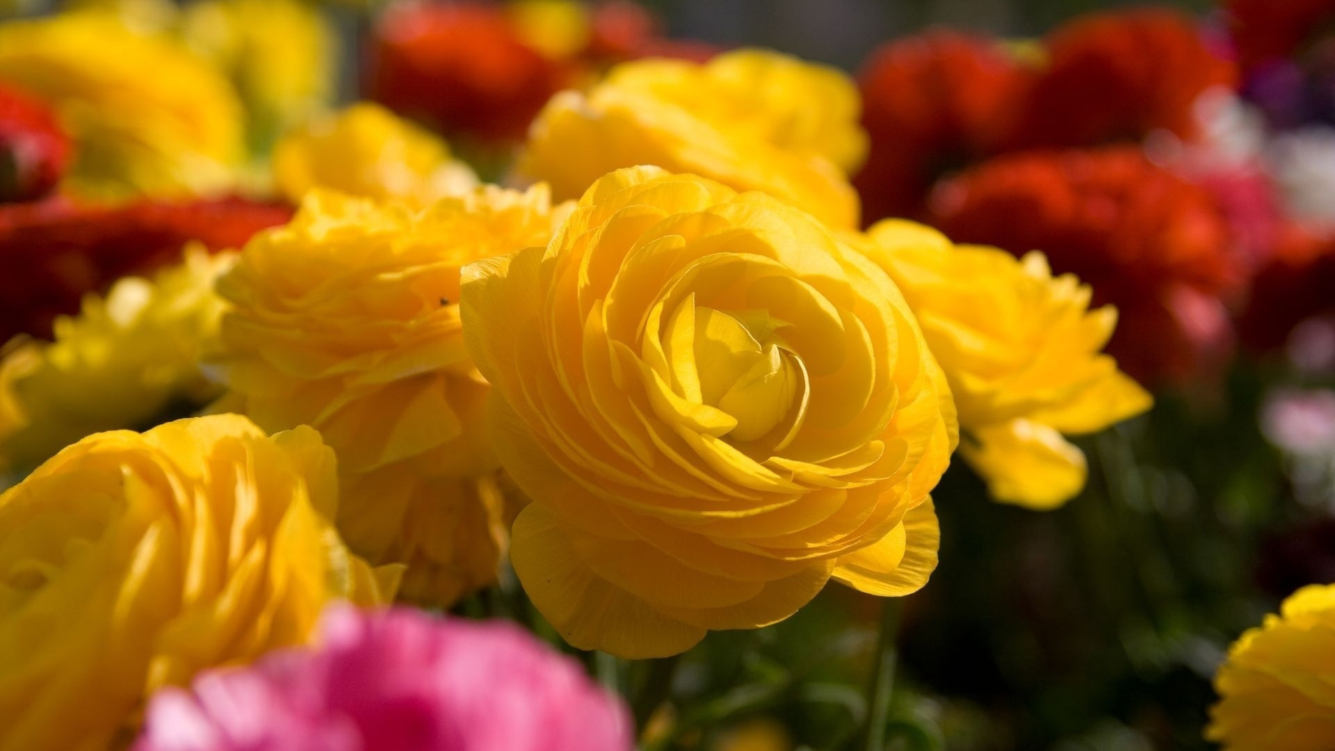 Yellow Rose in Bloom During Daytime. Wallpaper in 1920x1080 Resolution