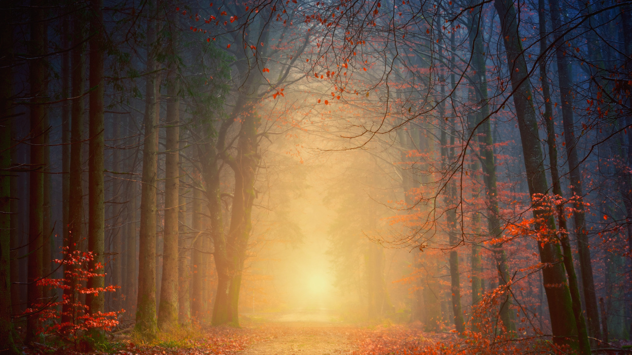 Atmosphäre, Naturlandschaft, Holz, Natürlichen Umgebung, Branch. Wallpaper in 1280x720 Resolution