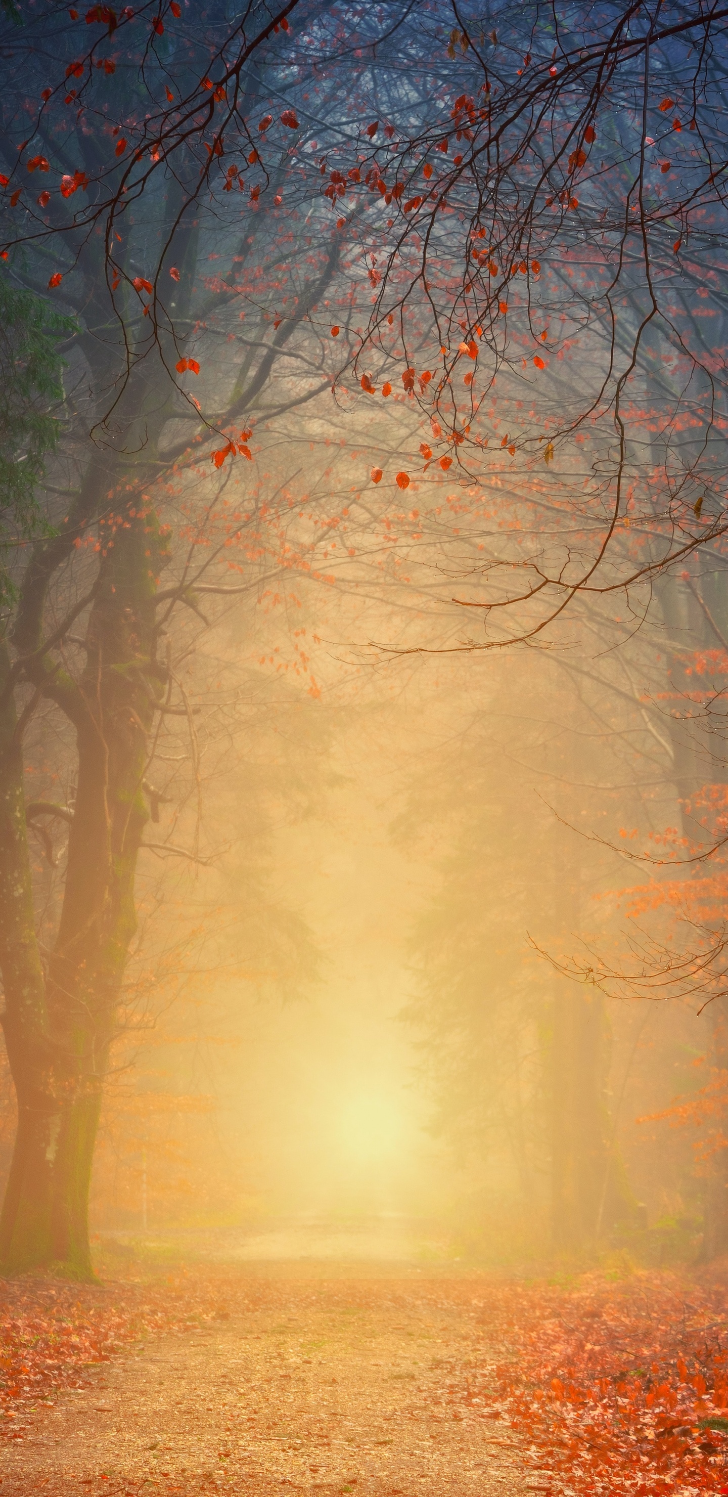 Atmosphäre, Naturlandschaft, Holz, Natürlichen Umgebung, Branch. Wallpaper in 1440x2960 Resolution