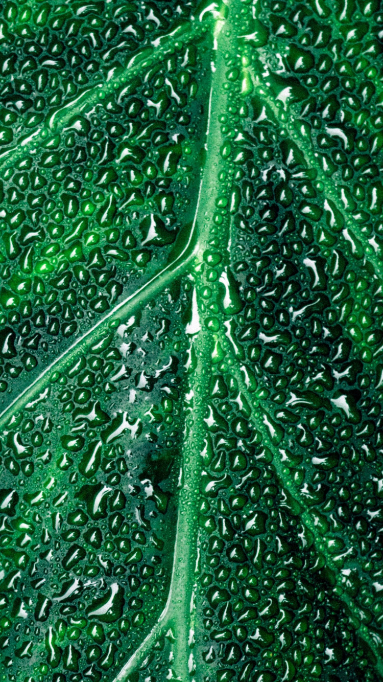 Leaf, Water, Liquid, Terrestrial Plant, Grass. Wallpaper in 750x1334 Resolution
