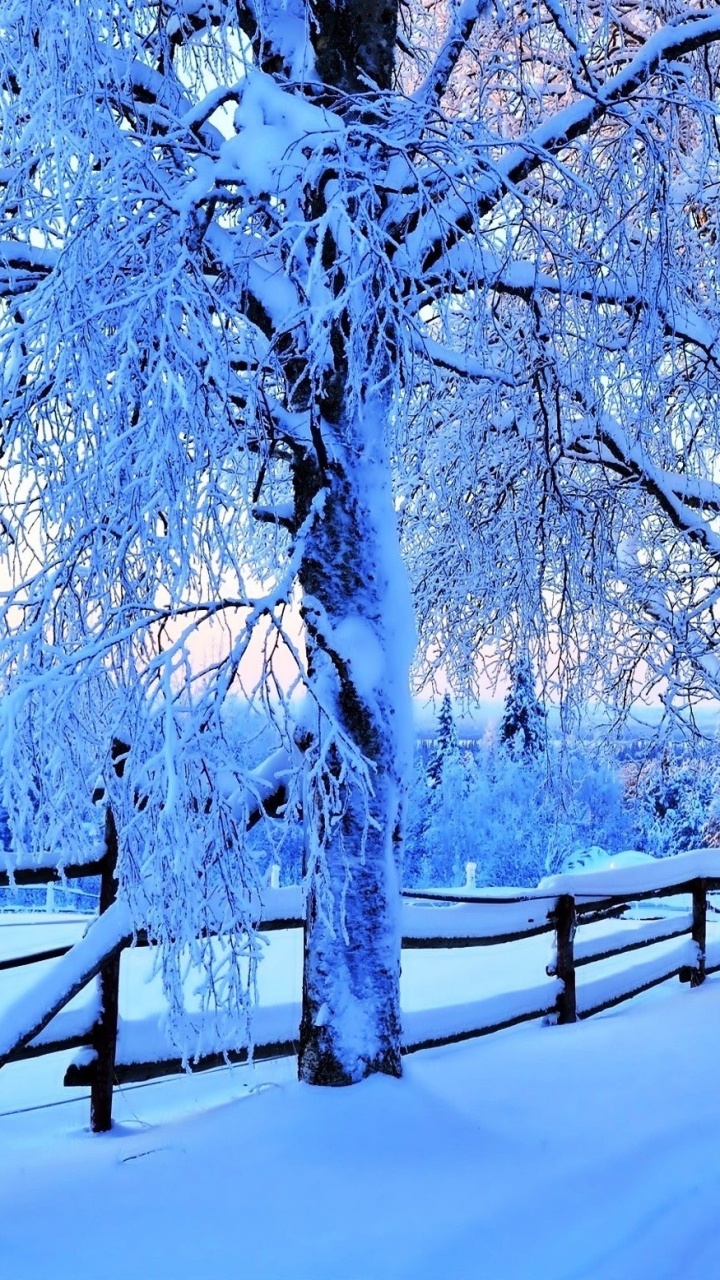 Brown Wooden Fence Near Brown Trees During Daytime. Wallpaper in 720x1280 Resolution