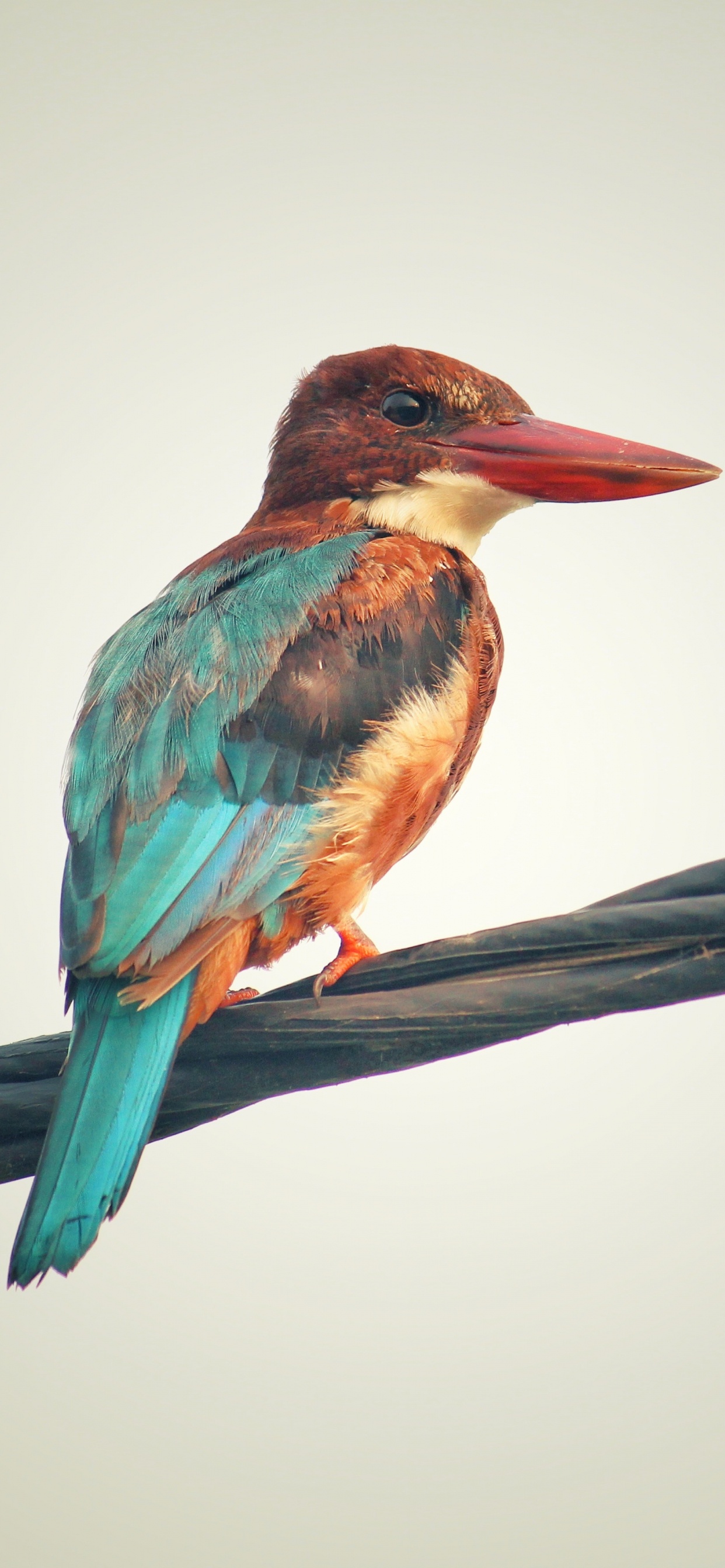 Pájaro Verde y Marrón en la Rama de un Árbol Marrón. Wallpaper in 1242x2688 Resolution