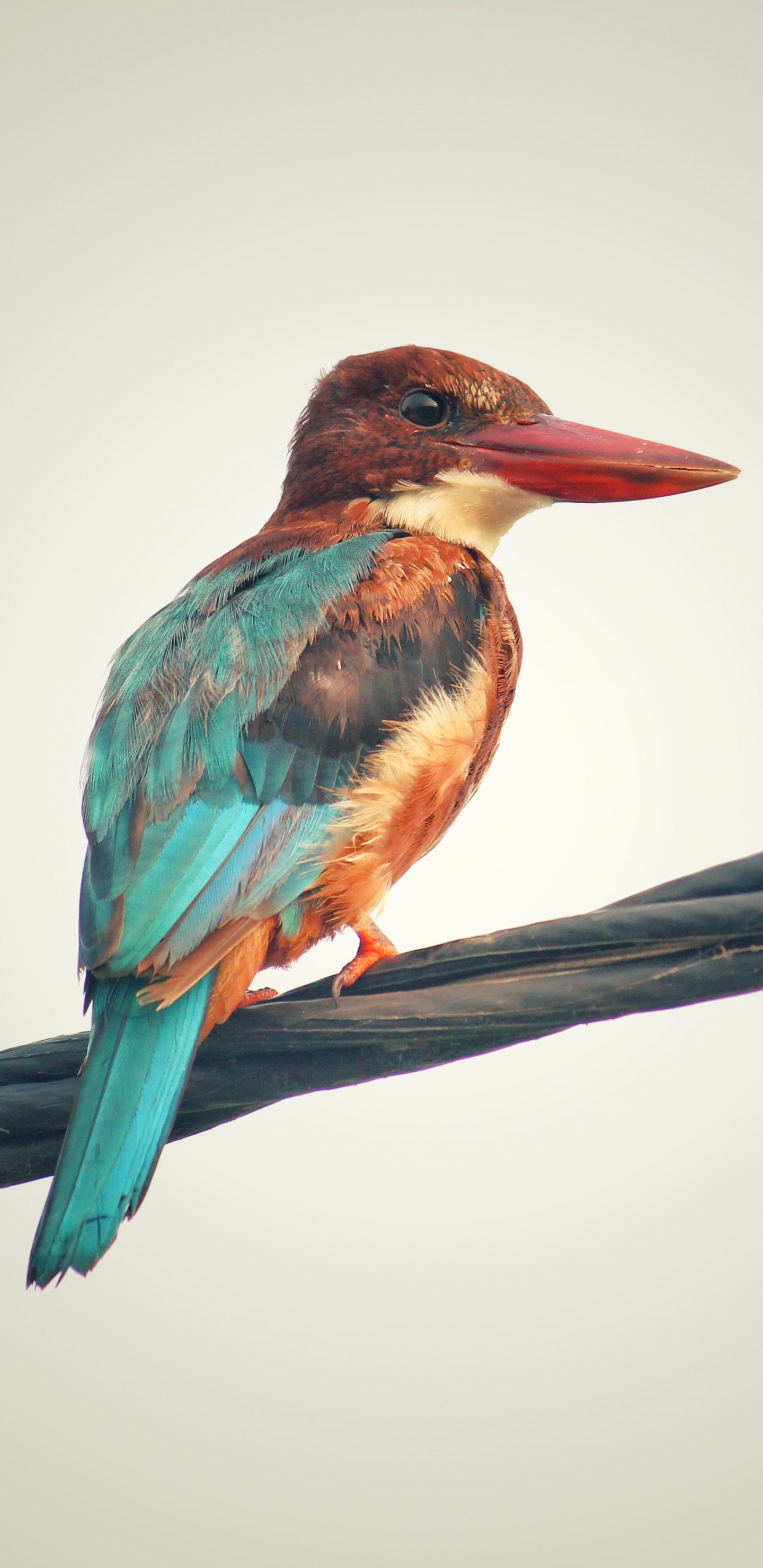 Pájaro Verde y Marrón en la Rama de un Árbol Marrón. Wallpaper in 1440x2960 Resolution