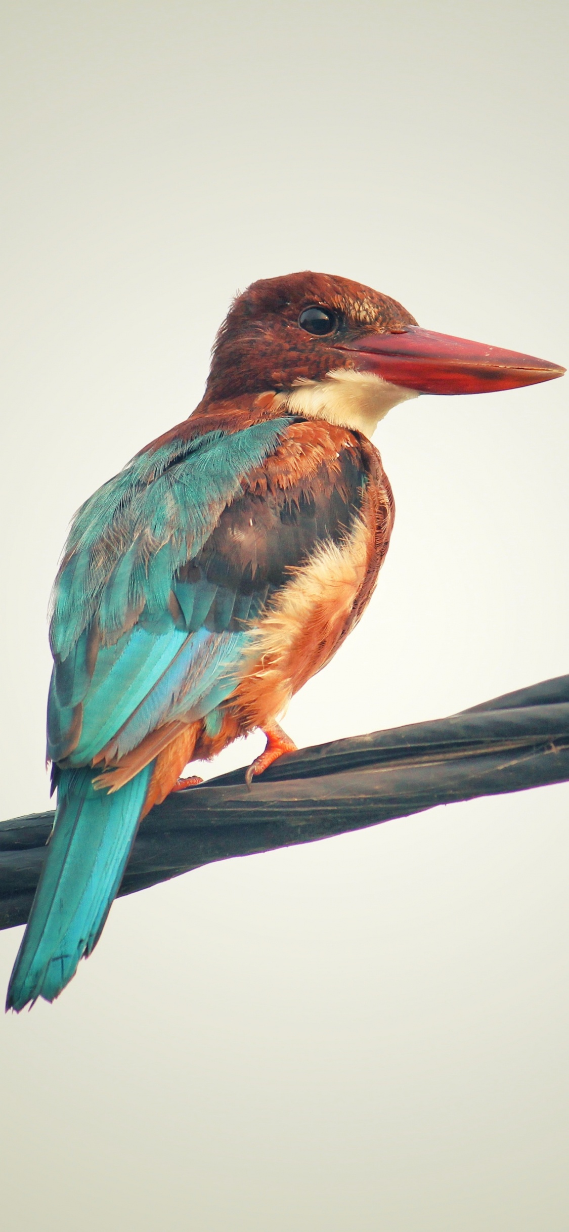 鸟, Coraciiformes, 野生动物, 滚子, 树枝 壁纸 1125x2436 允许