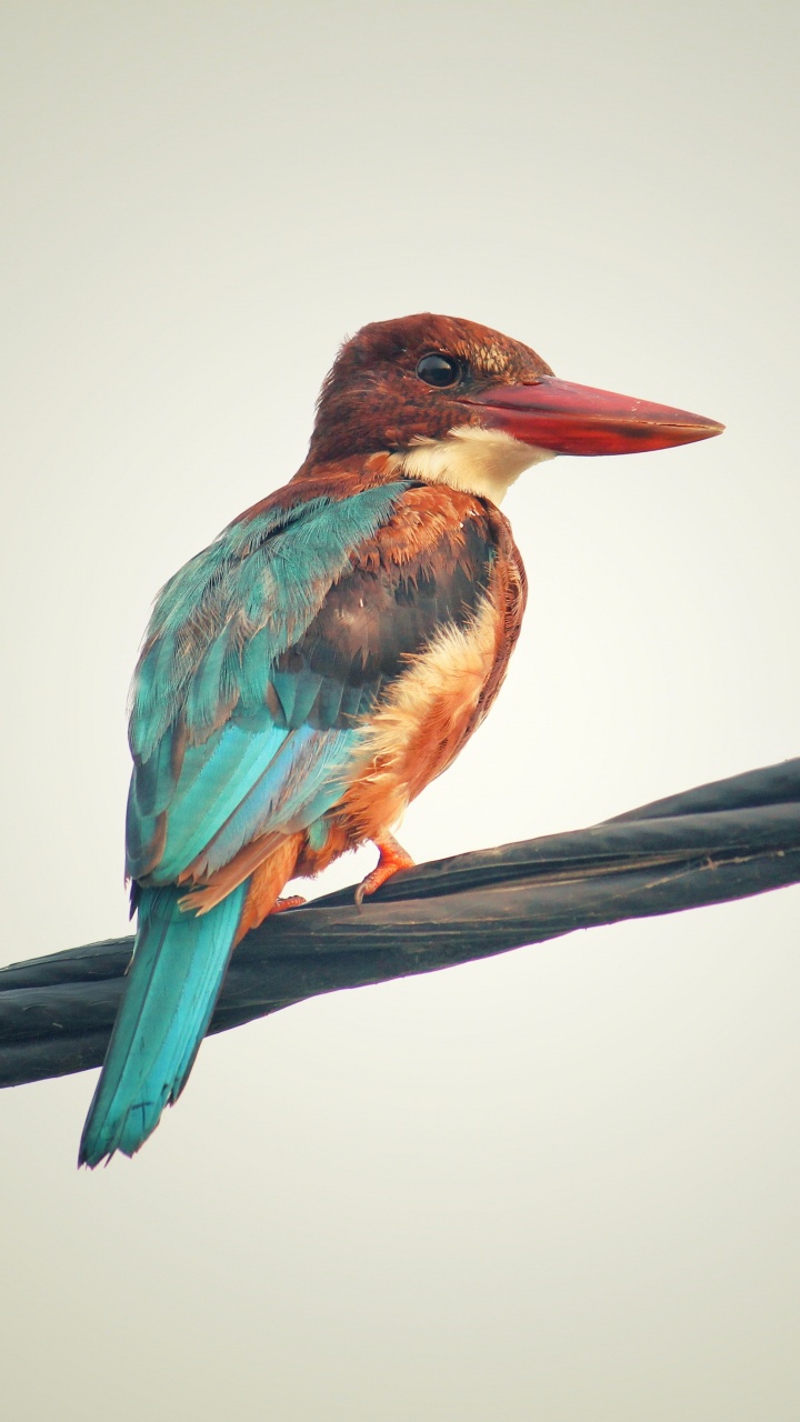 鸟, Coraciiformes, 野生动物, 滚子, 树枝 壁纸 720x1280 允许