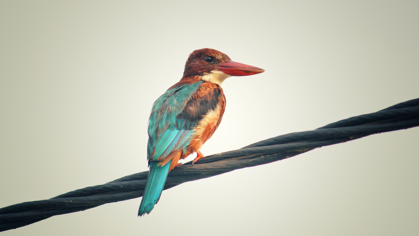 Oiseau Vert et Marron Sur Une Branche D'arbre Marron. Wallpaper in 1366x768 Resolution